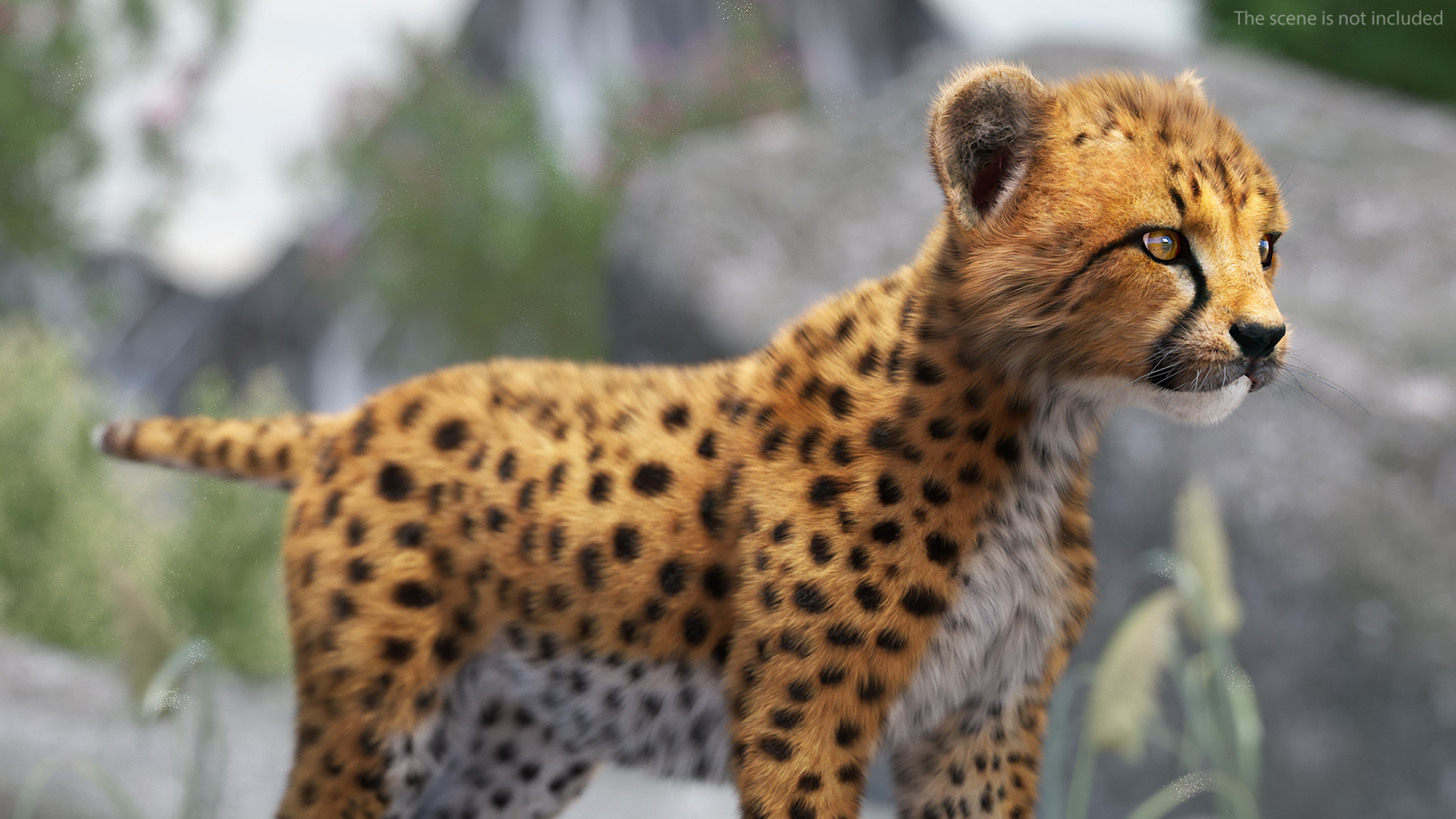 3D model Cheetah Cub Fur