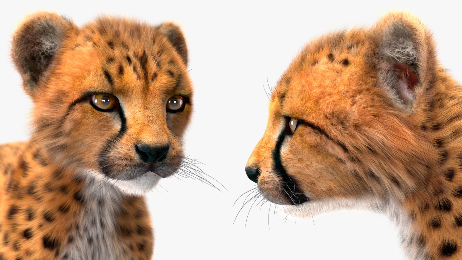 3D model Cheetah Cub Fur