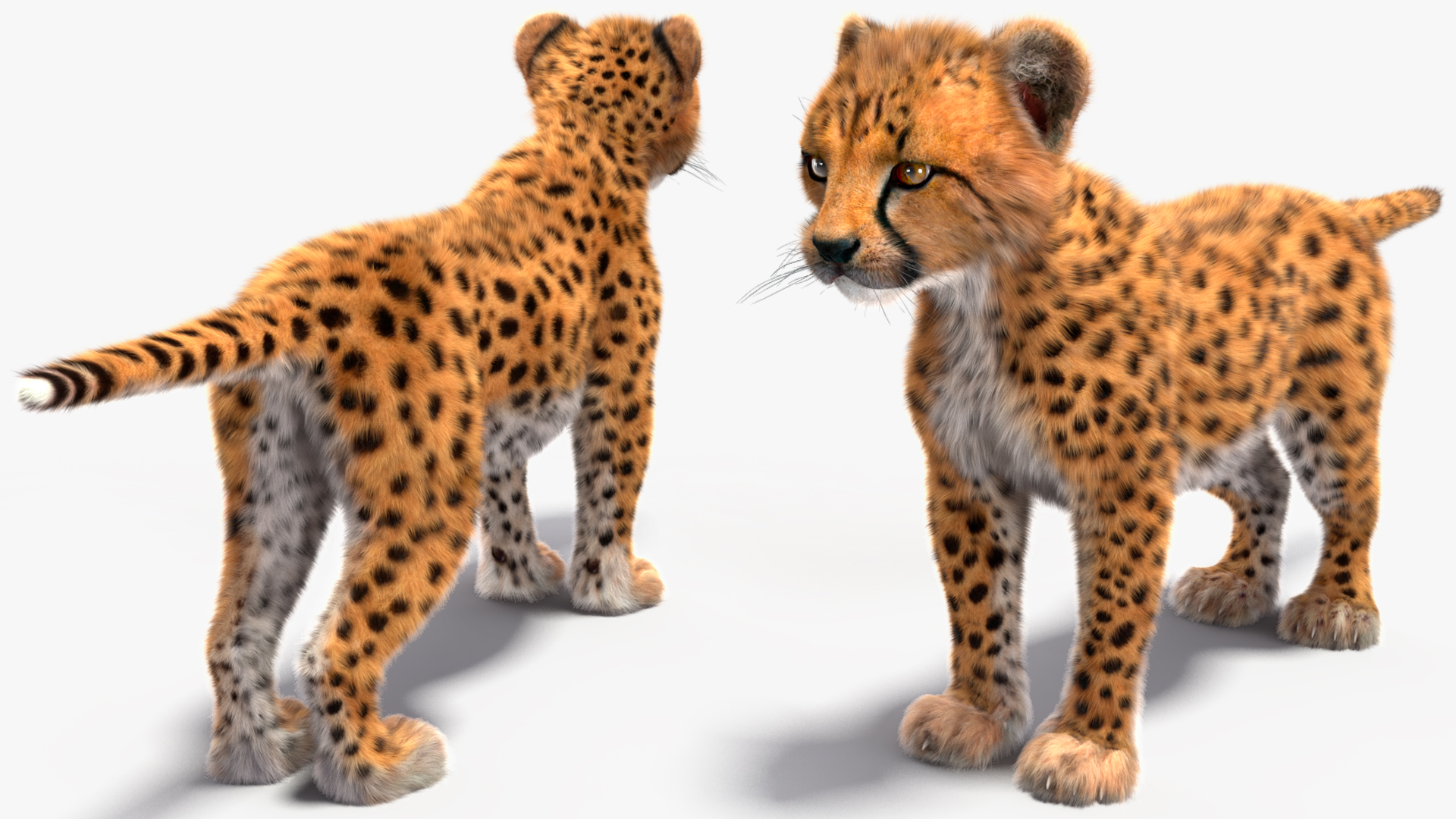 3D model Cheetah Cub Fur