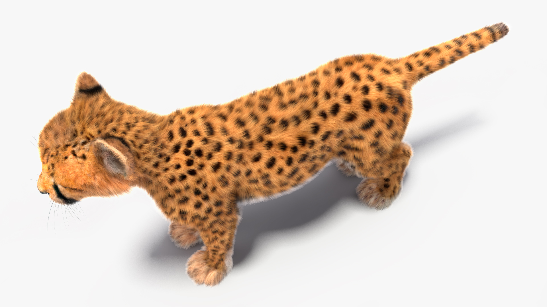 3D model Cheetah Cub Fur