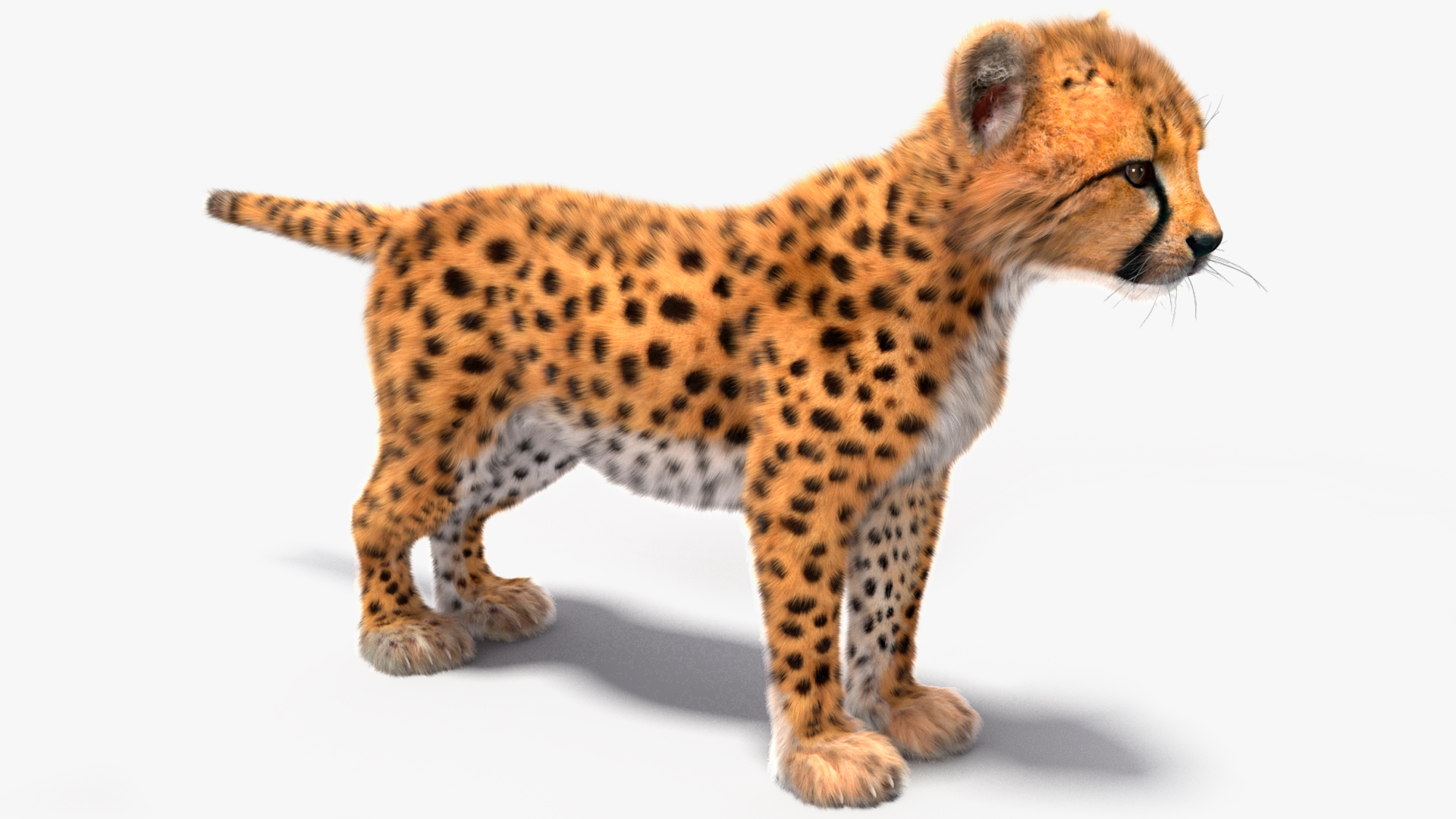 3D model Cheetah Cub Fur