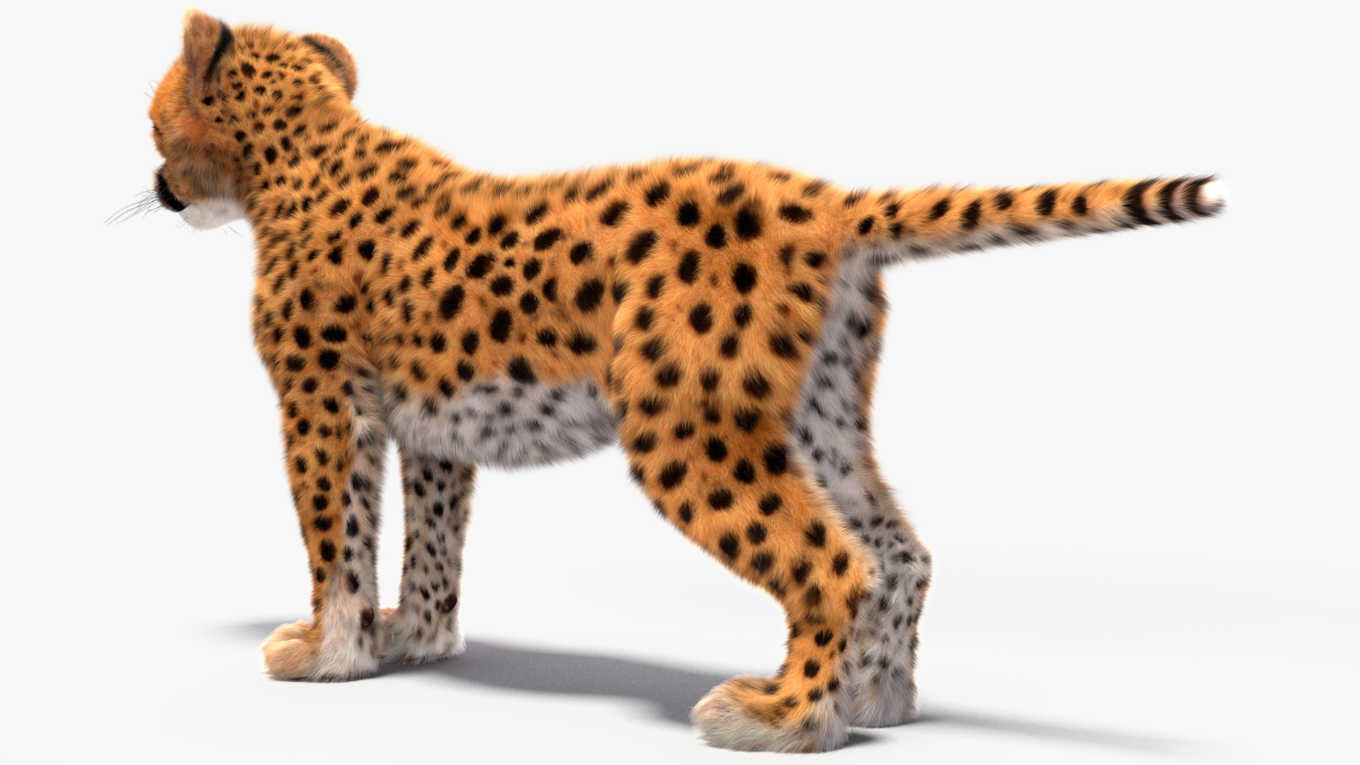 3D model Cheetah Cub Fur