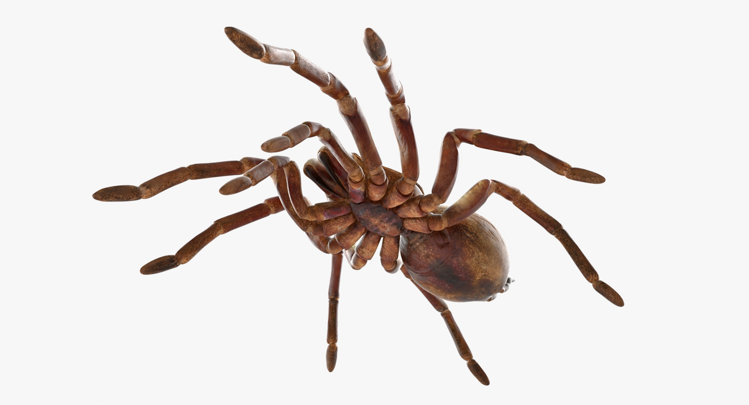 Goliath Birdeater 3D