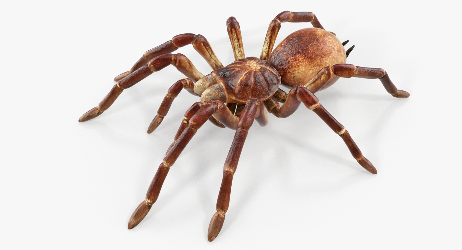 Goliath Birdeater 3D