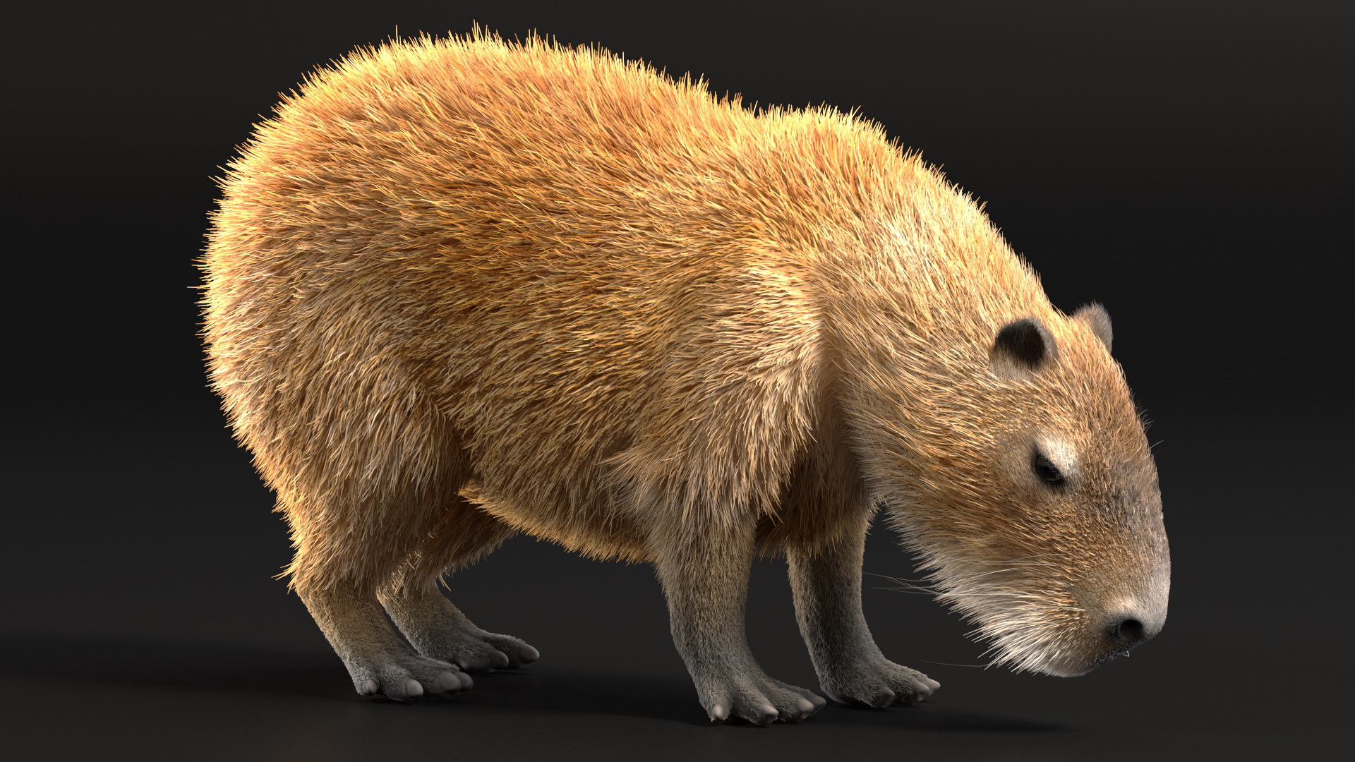 Capybara Eating Pose Fur 3D model