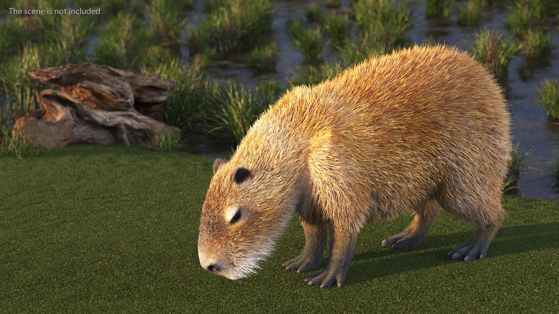 Capybara Eating Pose Fur 3D model