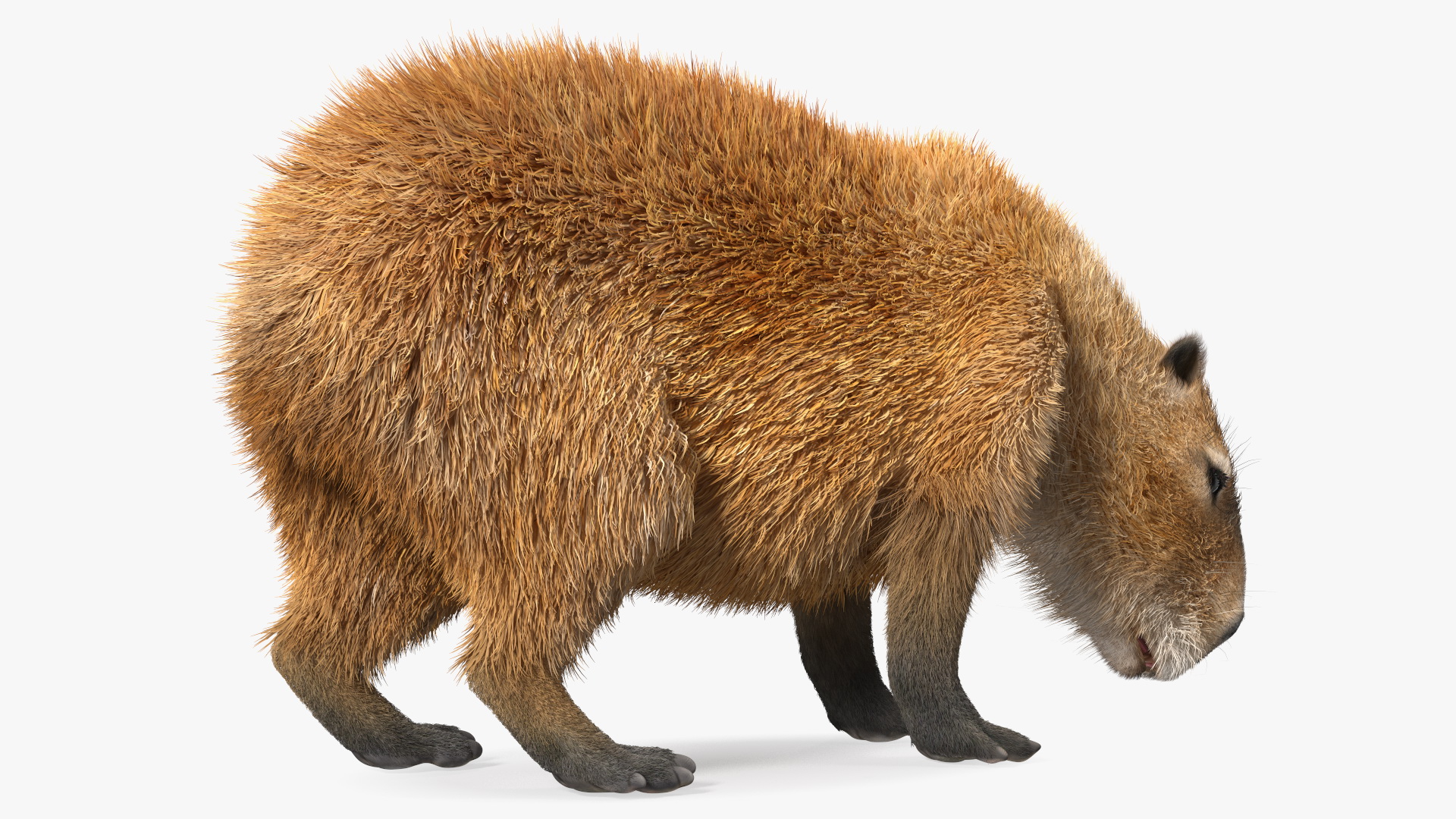 Capybara Eating Pose Fur 3D model