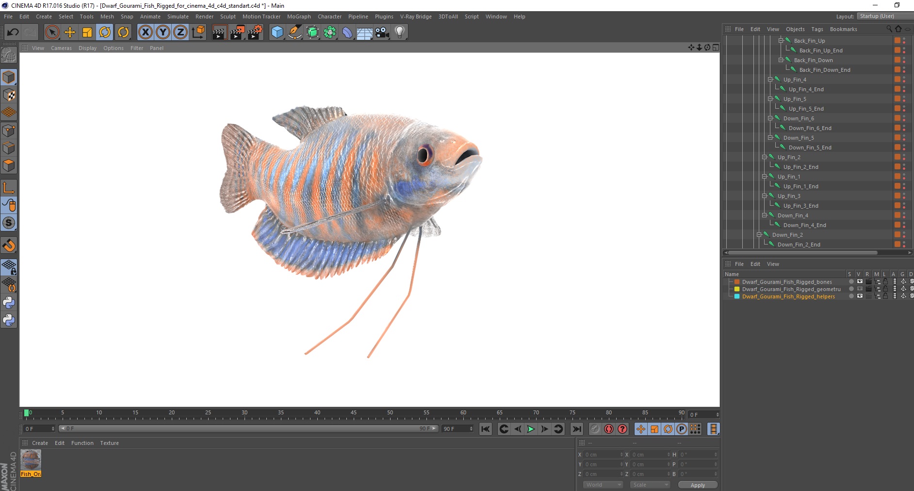 Dwarf Gourami Fish Rigged for Cinema 4D 3D model