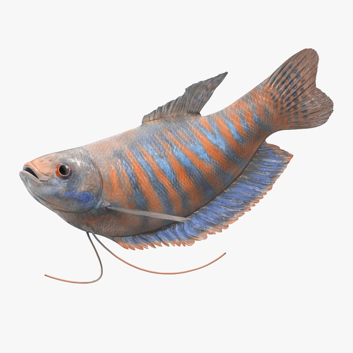 Dwarf Gourami Fish Rigged for Cinema 4D 3D model