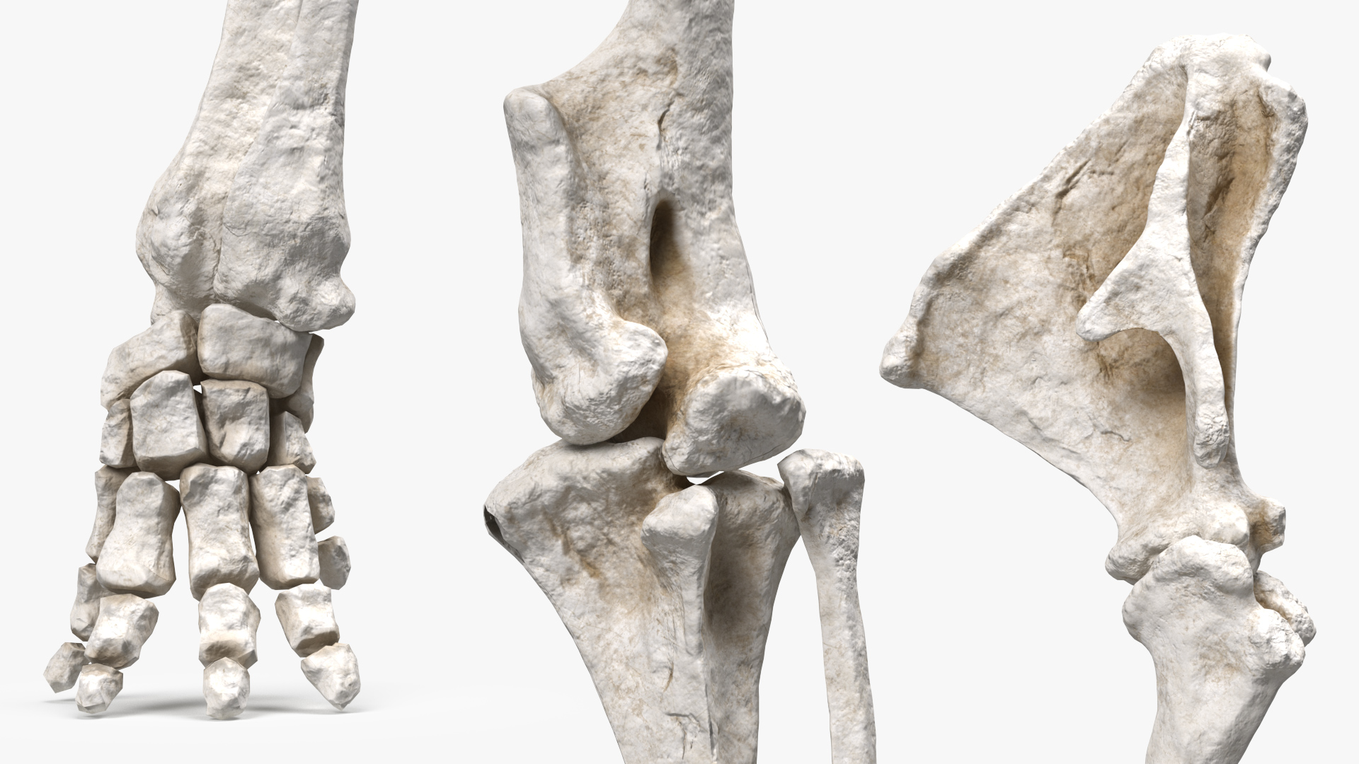 Mammoth Leg Bones 3D