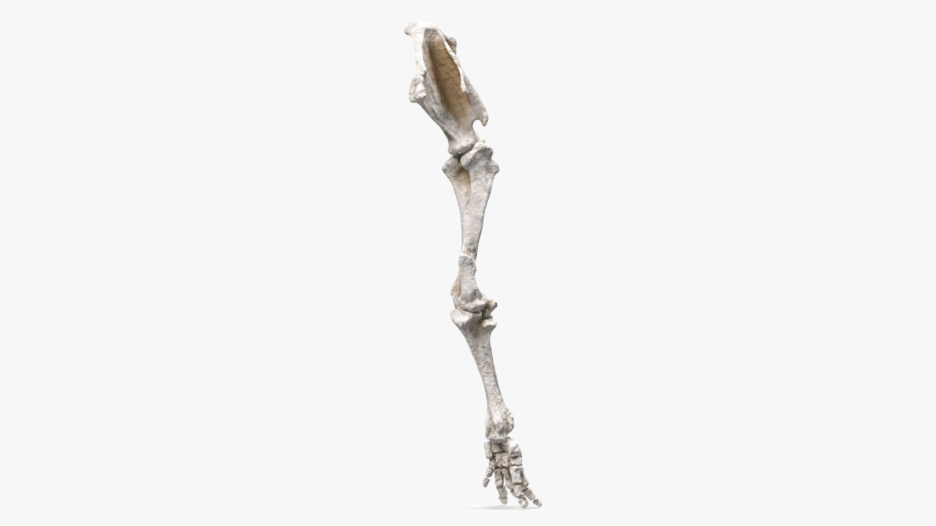 Mammoth Leg Bones 3D