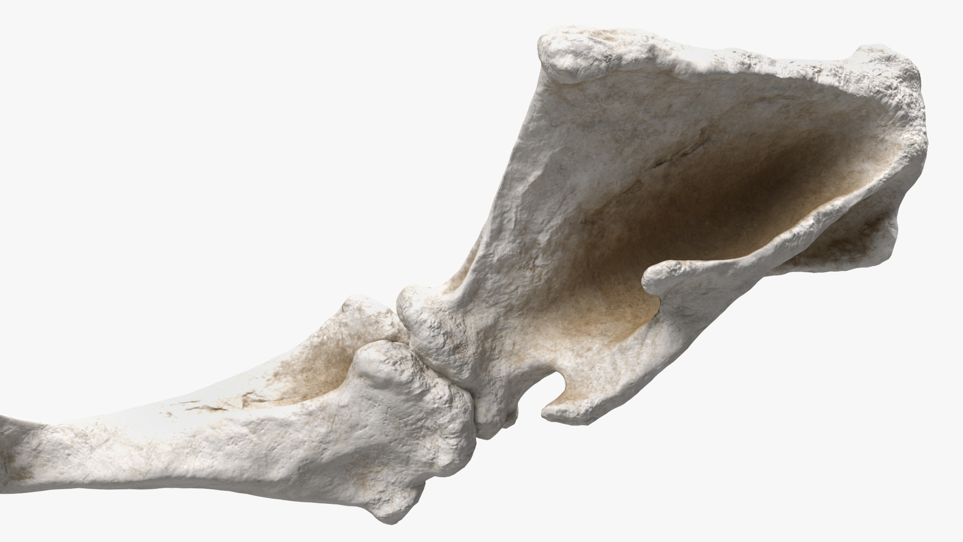 Mammoth Leg Bones 3D