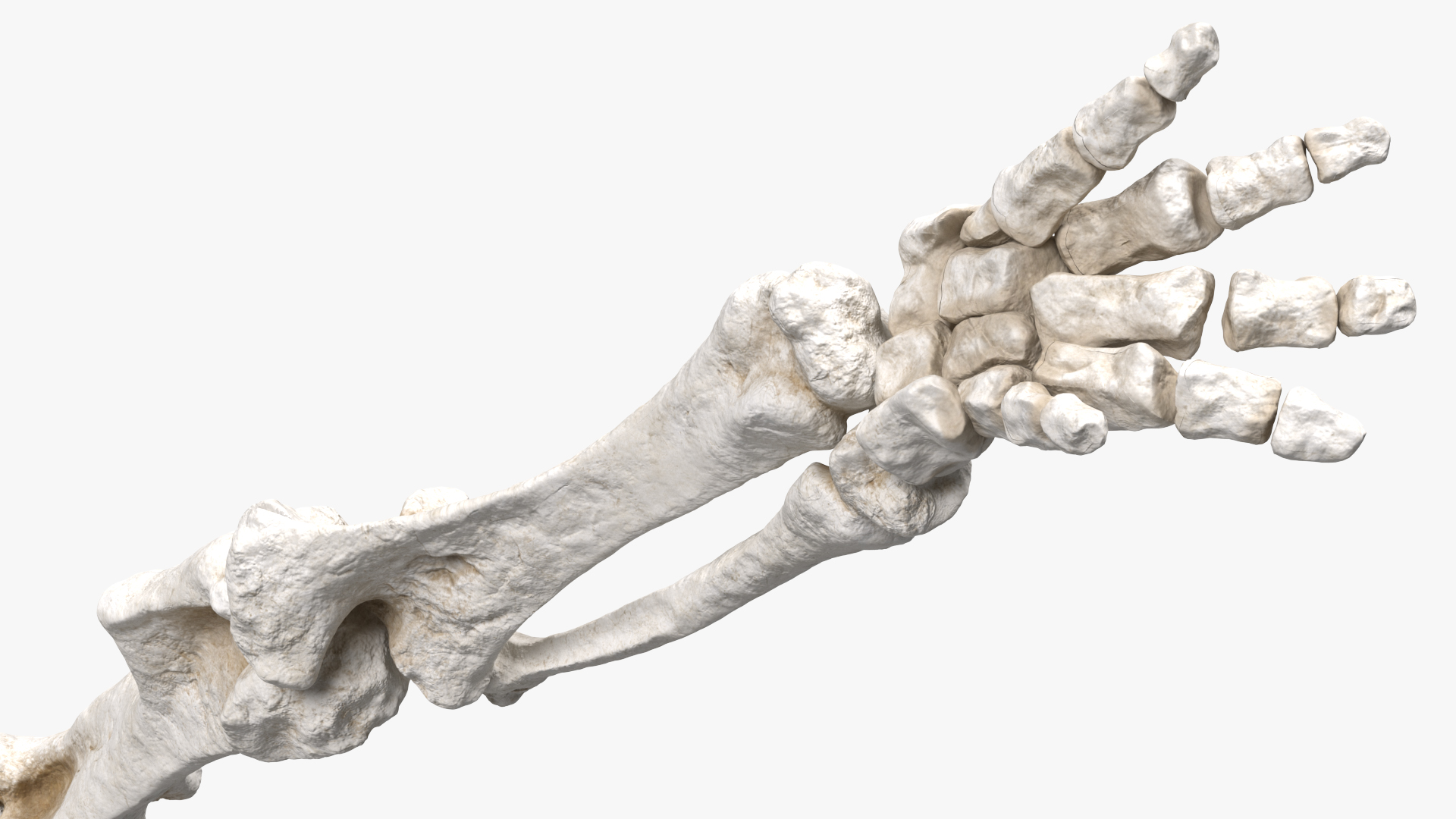 Mammoth Leg Bones 3D