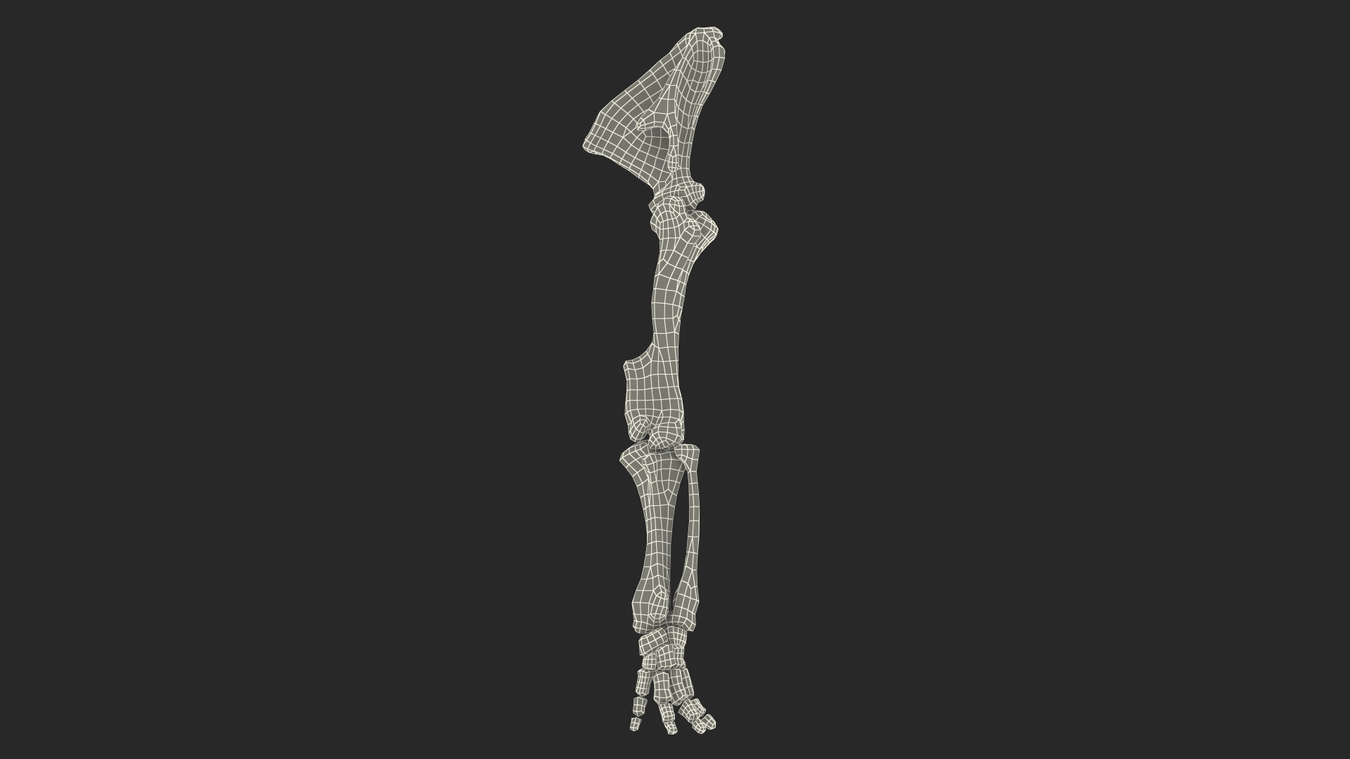 Mammoth Leg Bones 3D