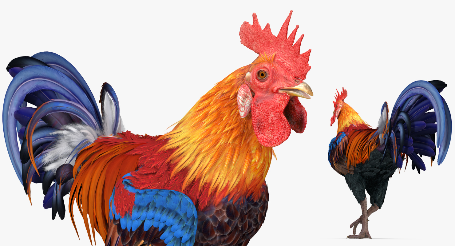 3D model Rooster Walking