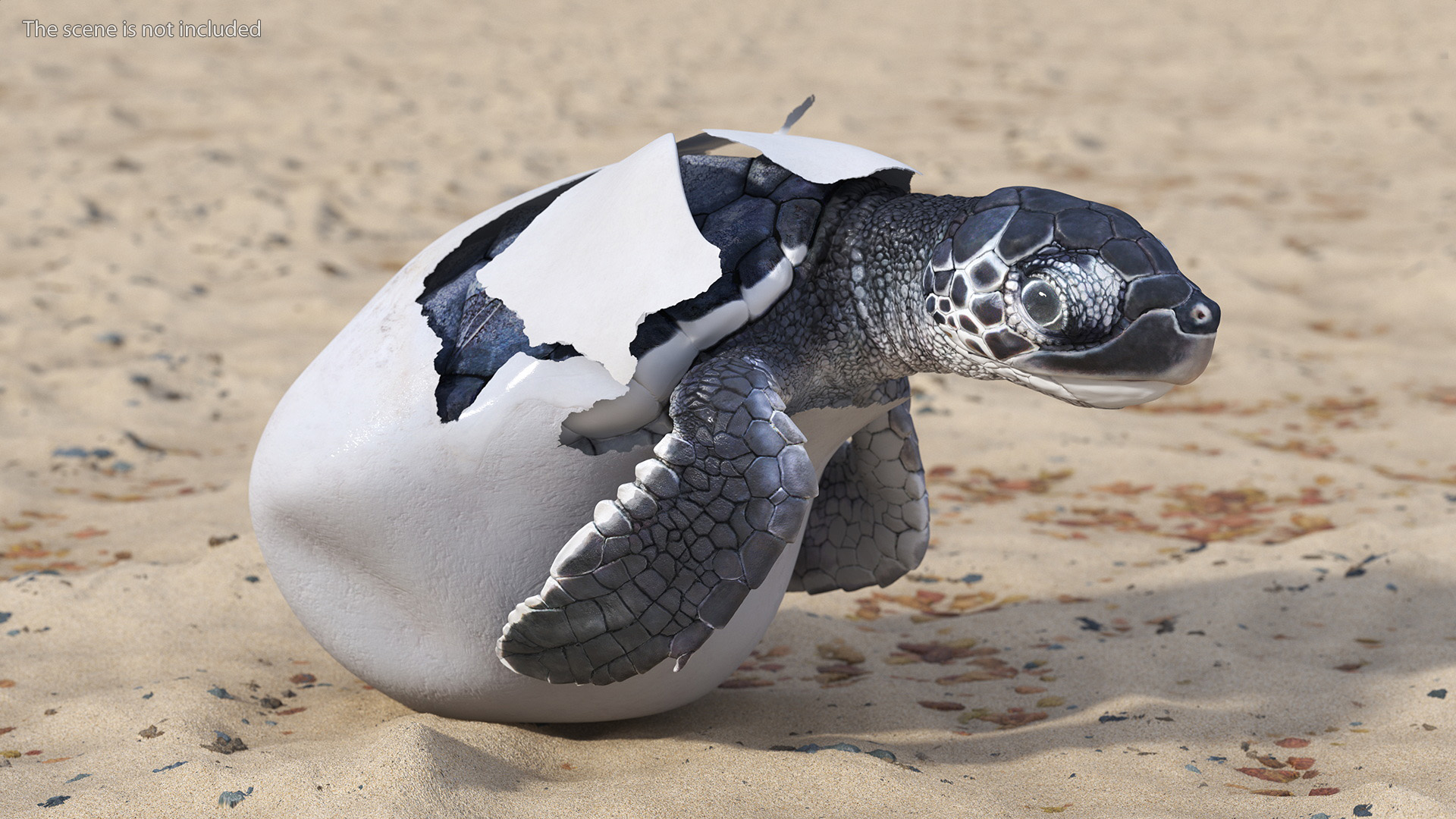 Baby Sea Turtle Hatching 3D model