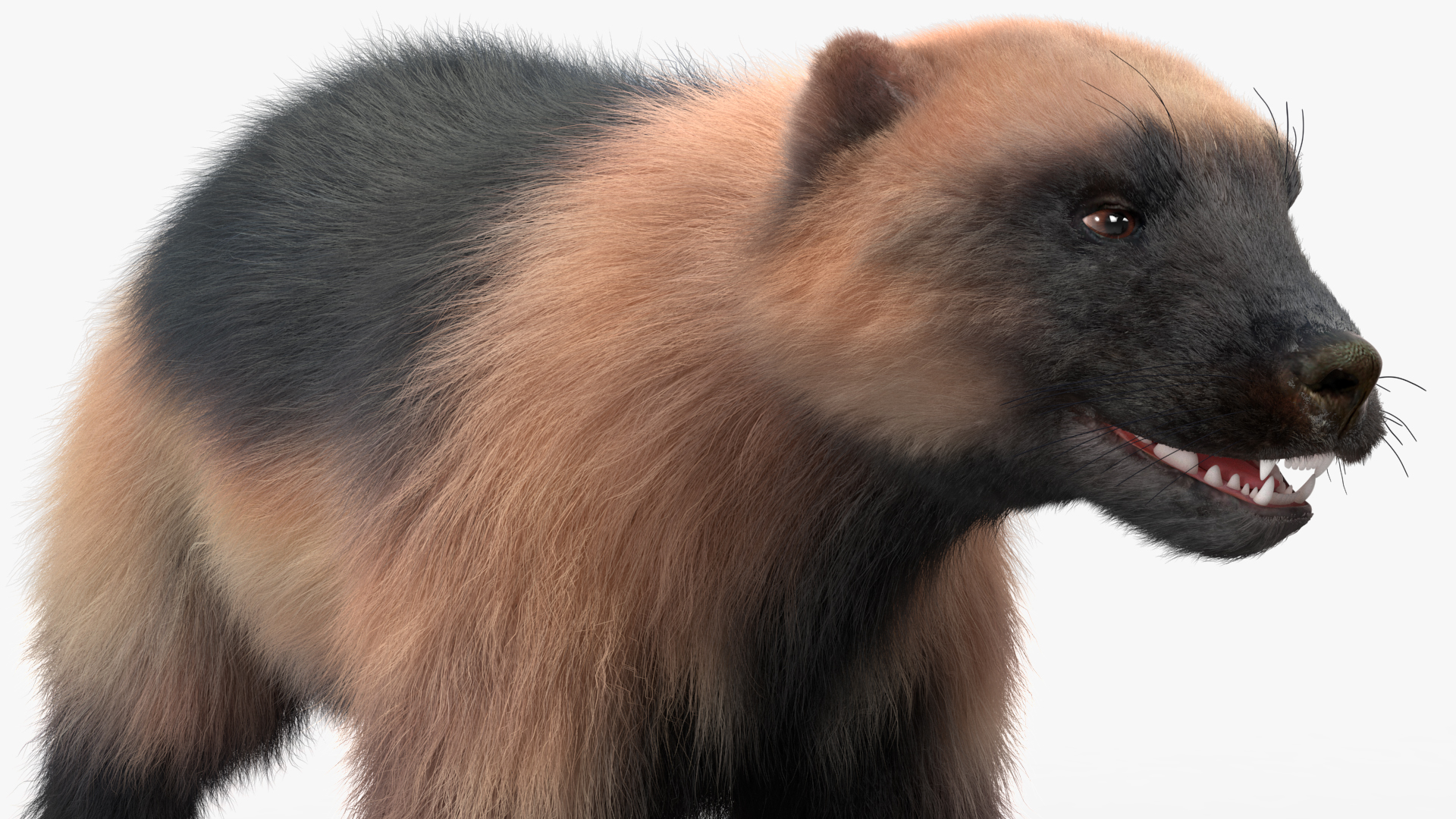 3D model Wolverine Light Color Fur