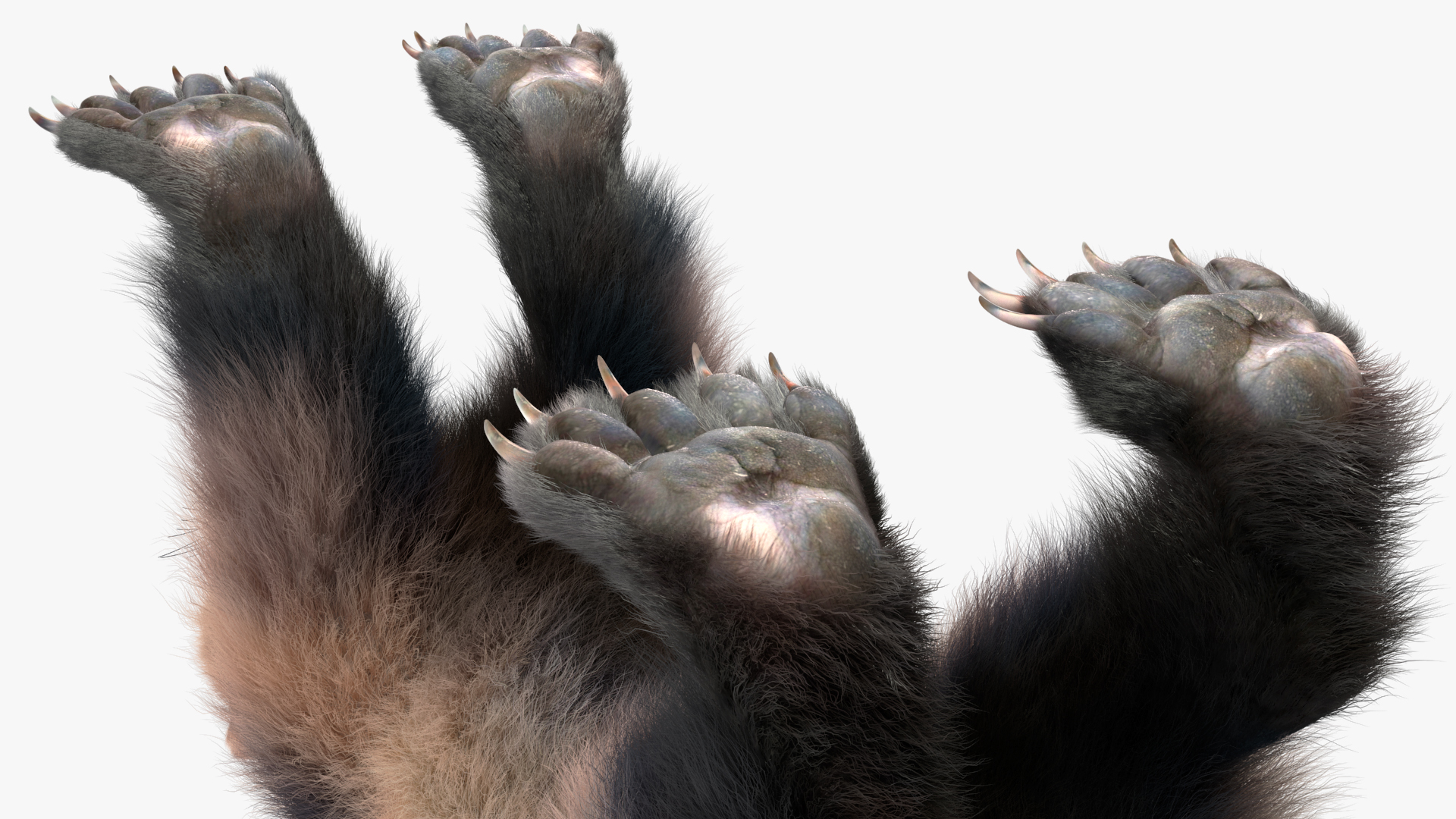 3D model Wolverine Light Color Fur