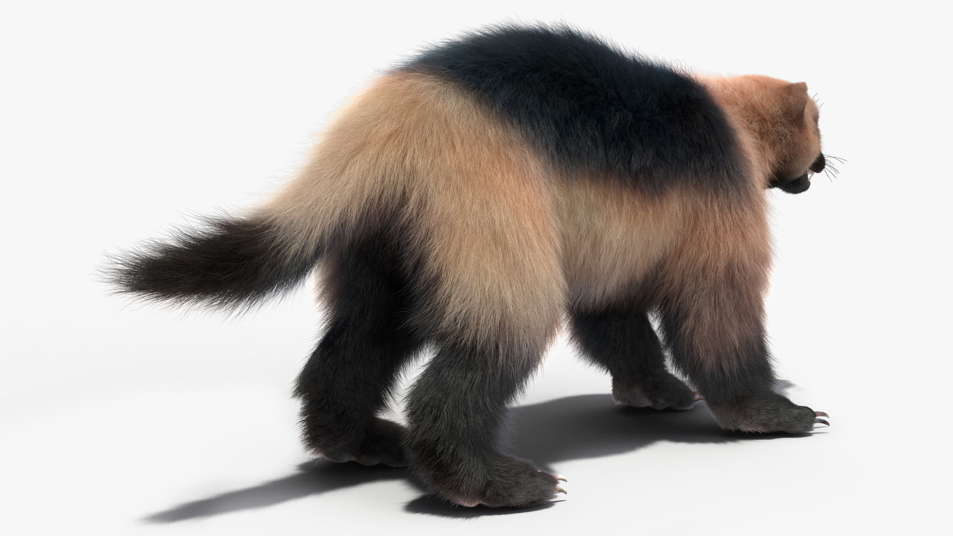 3D model Wolverine Light Color Fur