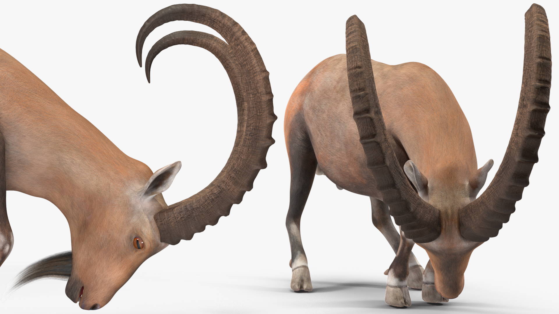 3D Alpine Ibex with Large Horns model