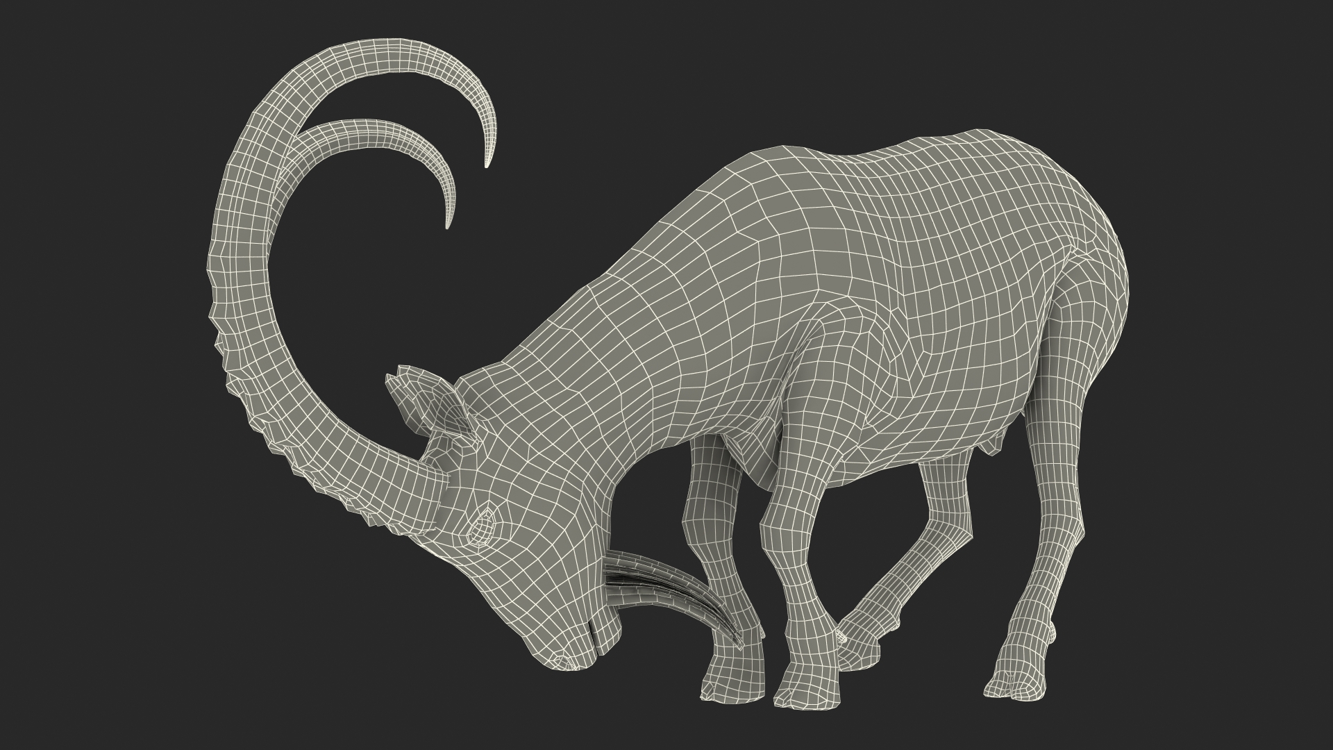 3D Alpine Ibex with Large Horns model