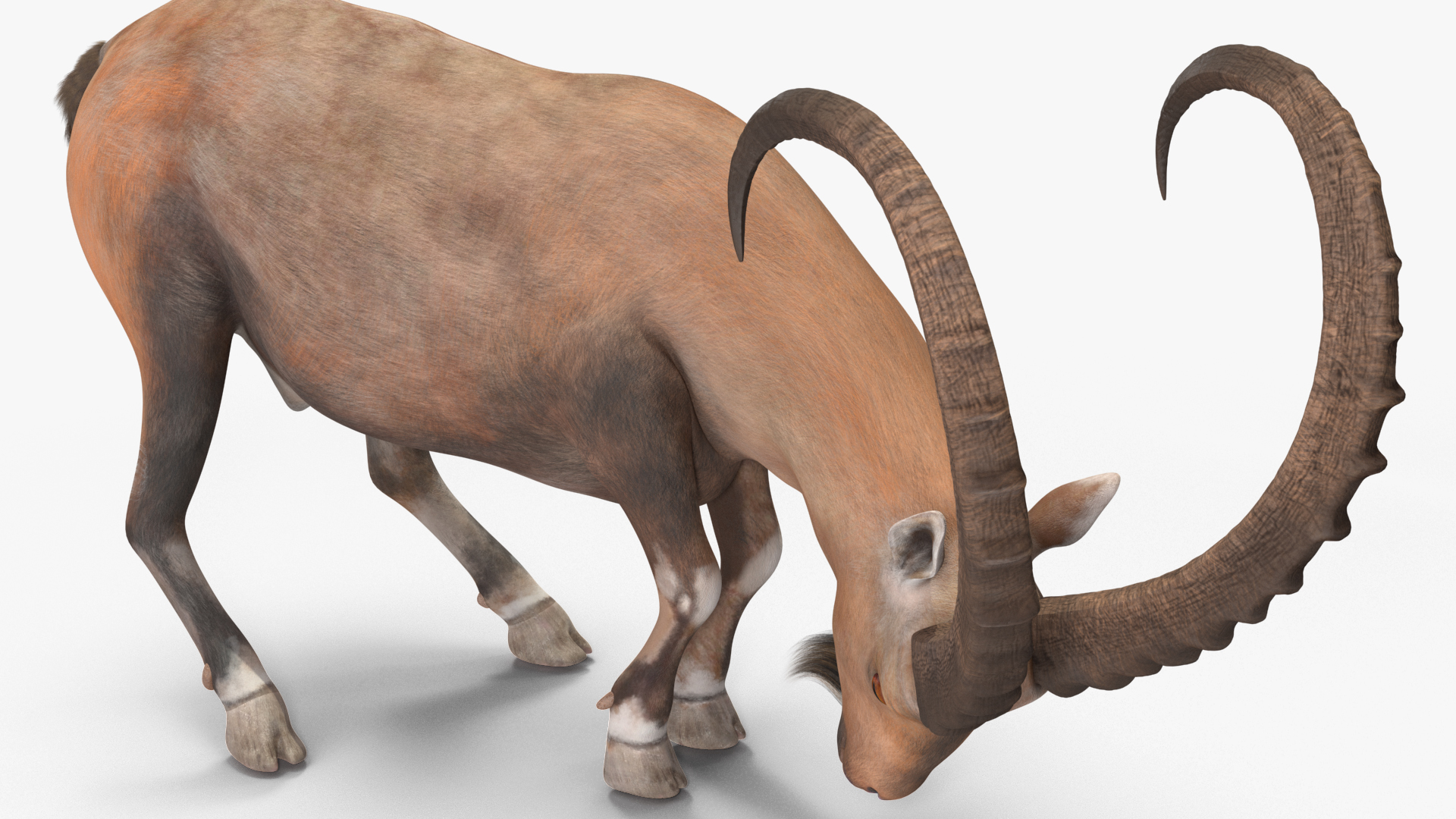 3D Alpine Ibex with Large Horns model