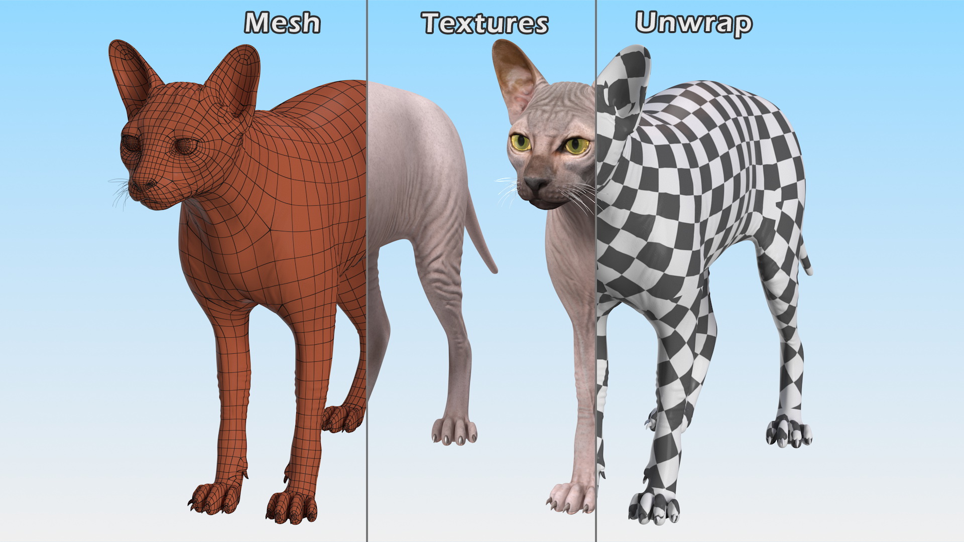 3D Dark Cream Sphynx Cat Rigged model