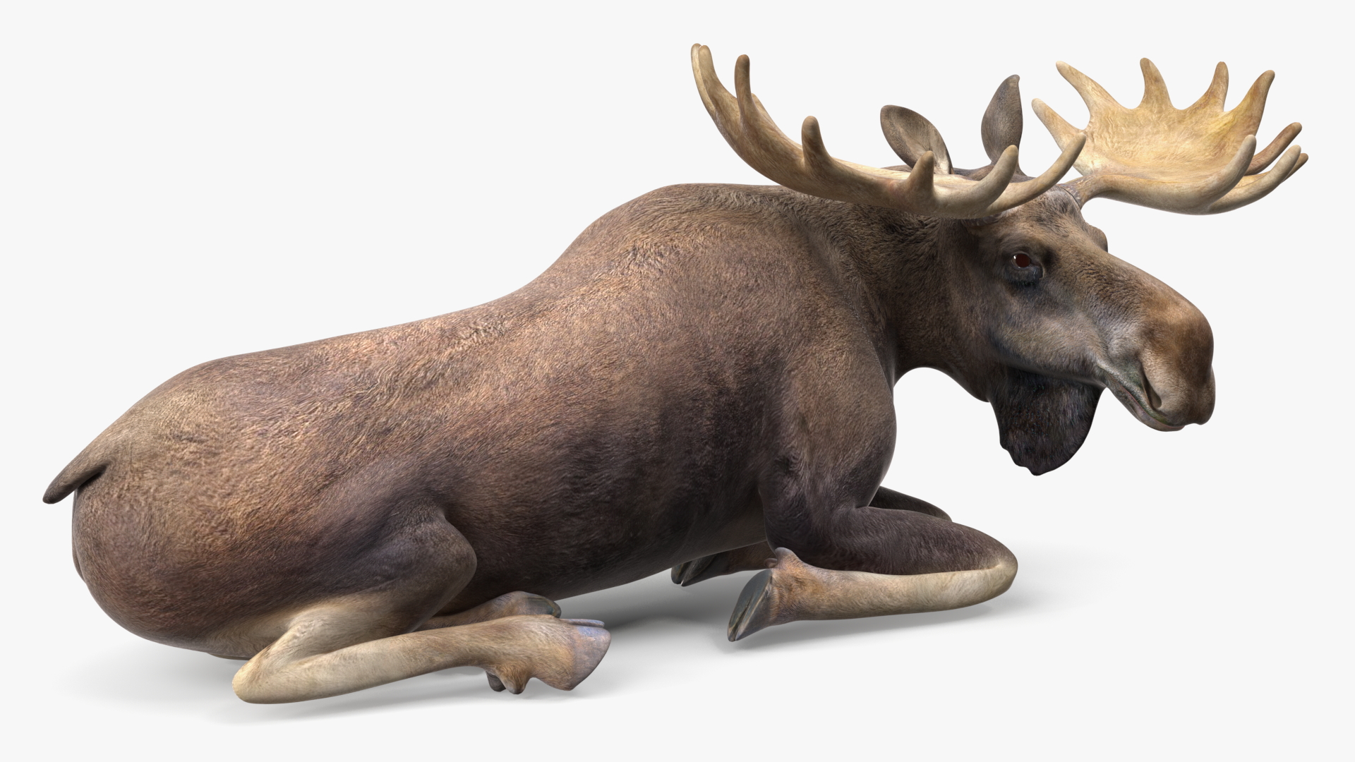 3D Lying Moose No Fur model