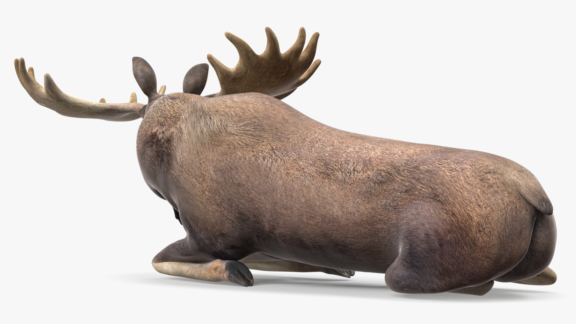 3D Lying Moose No Fur model