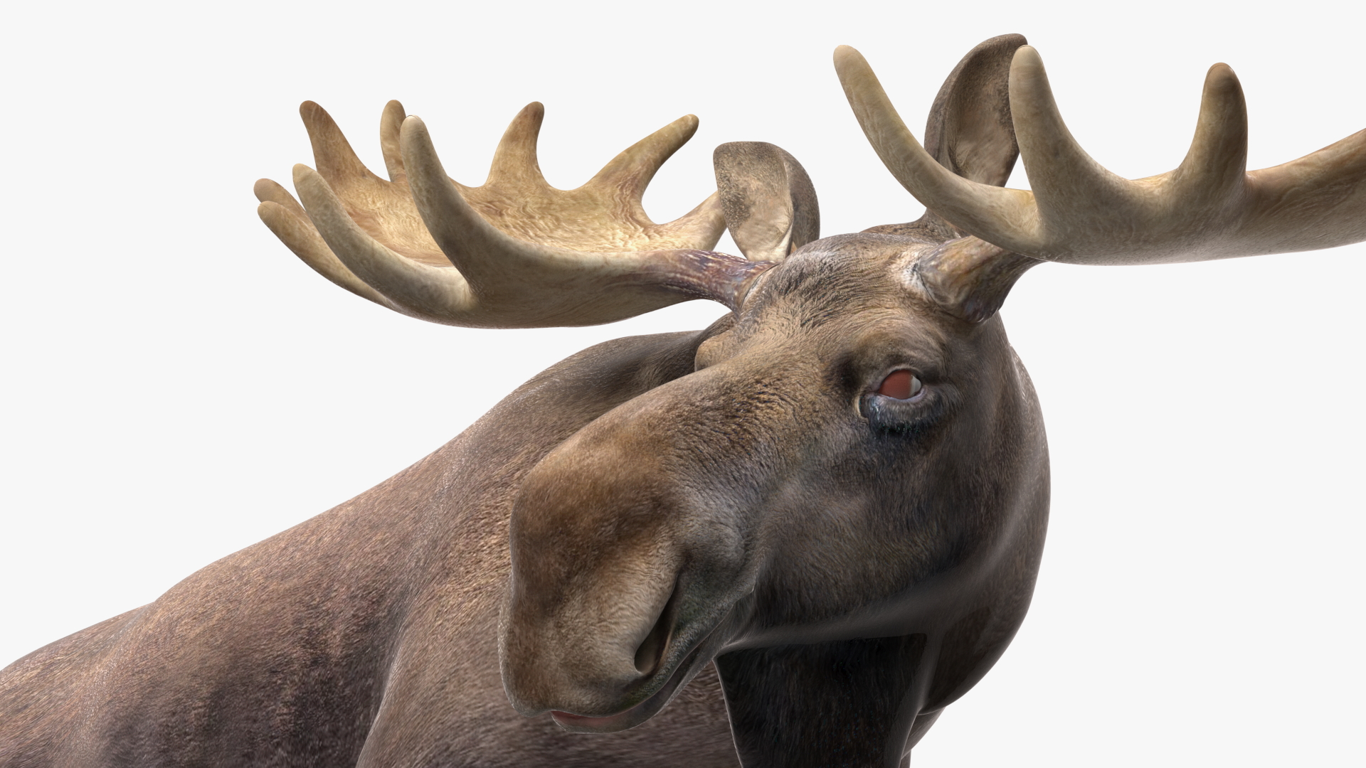 3D Lying Moose No Fur model