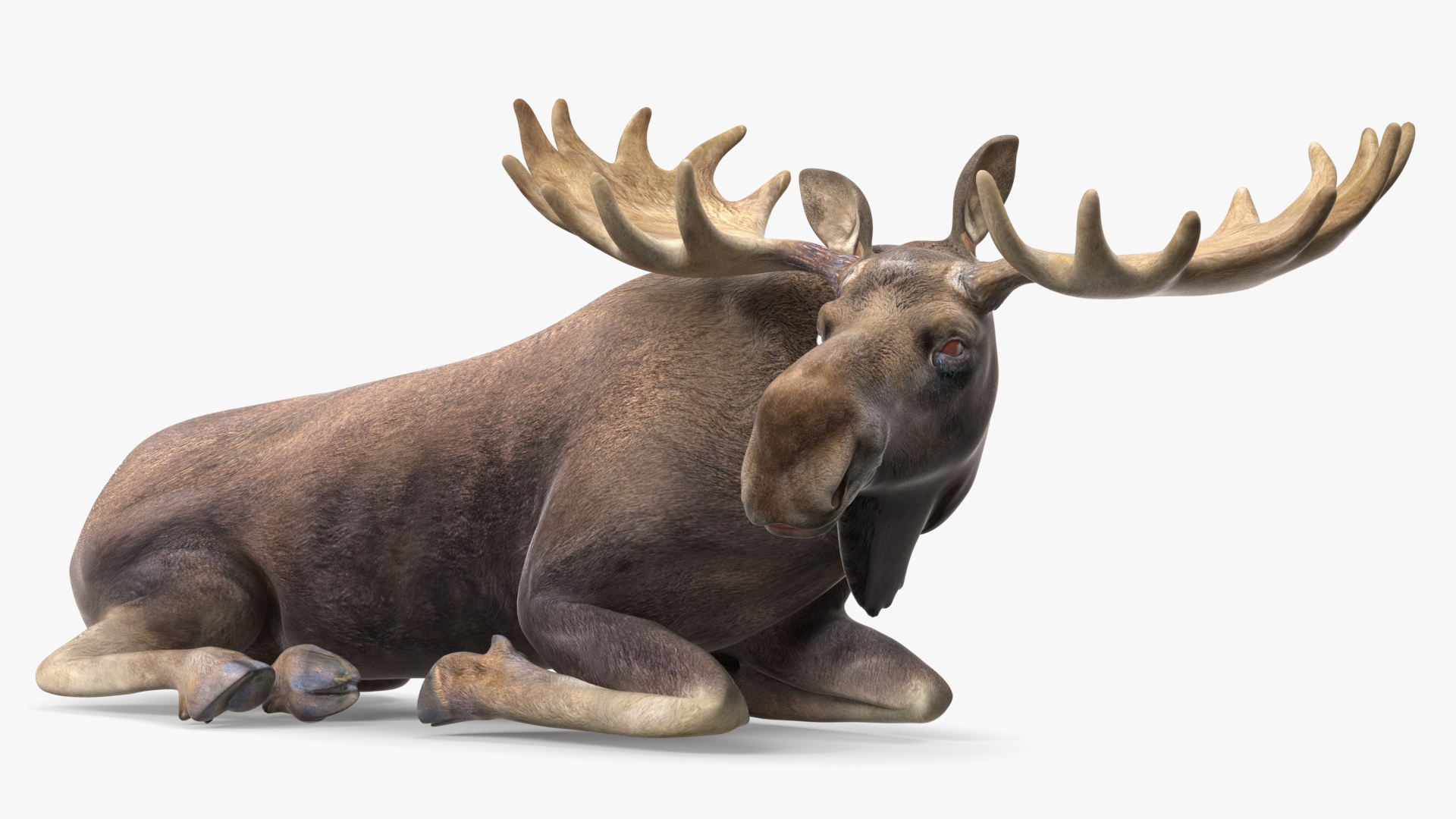 3D Lying Moose No Fur model