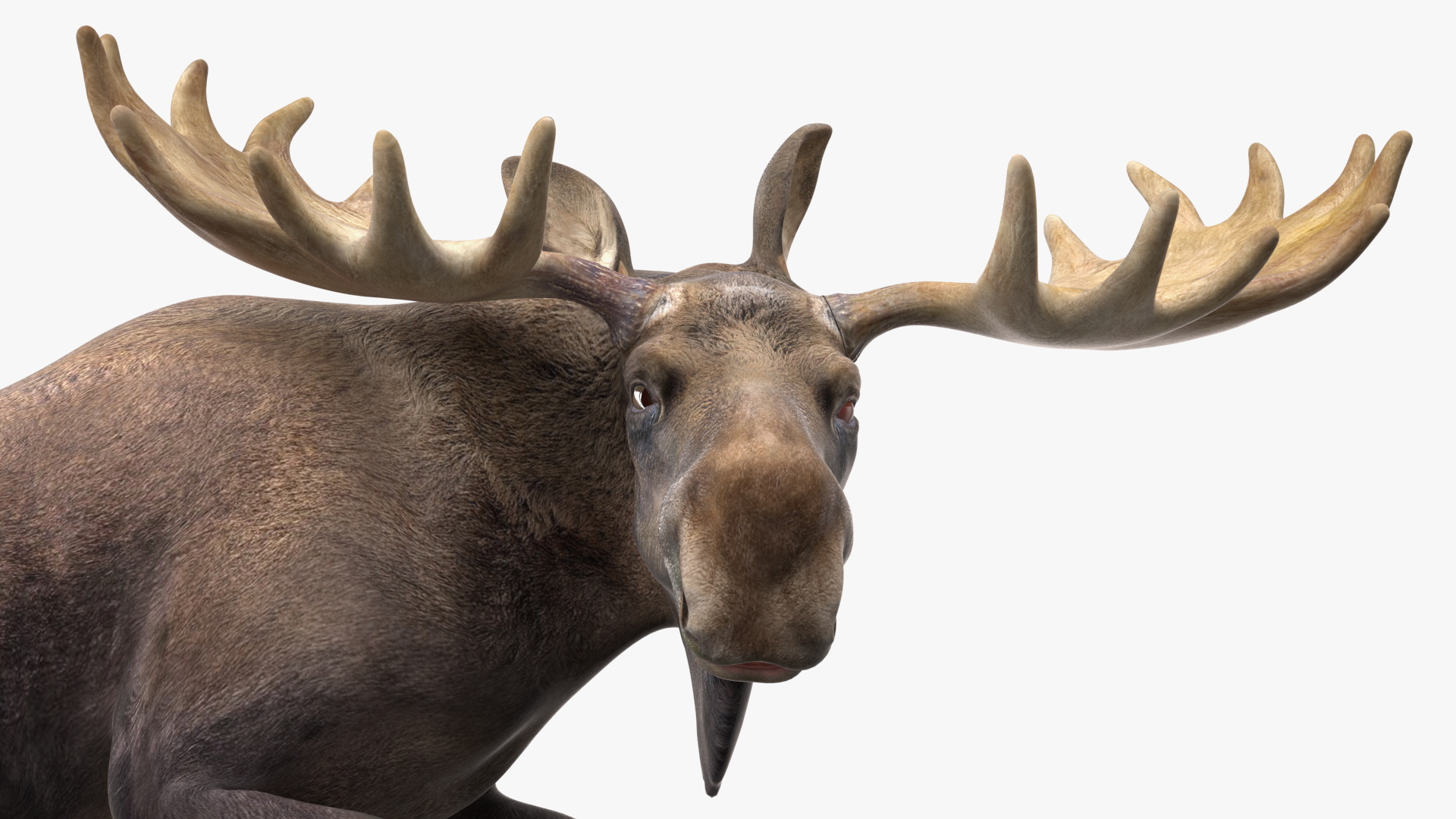 3D Lying Moose No Fur model