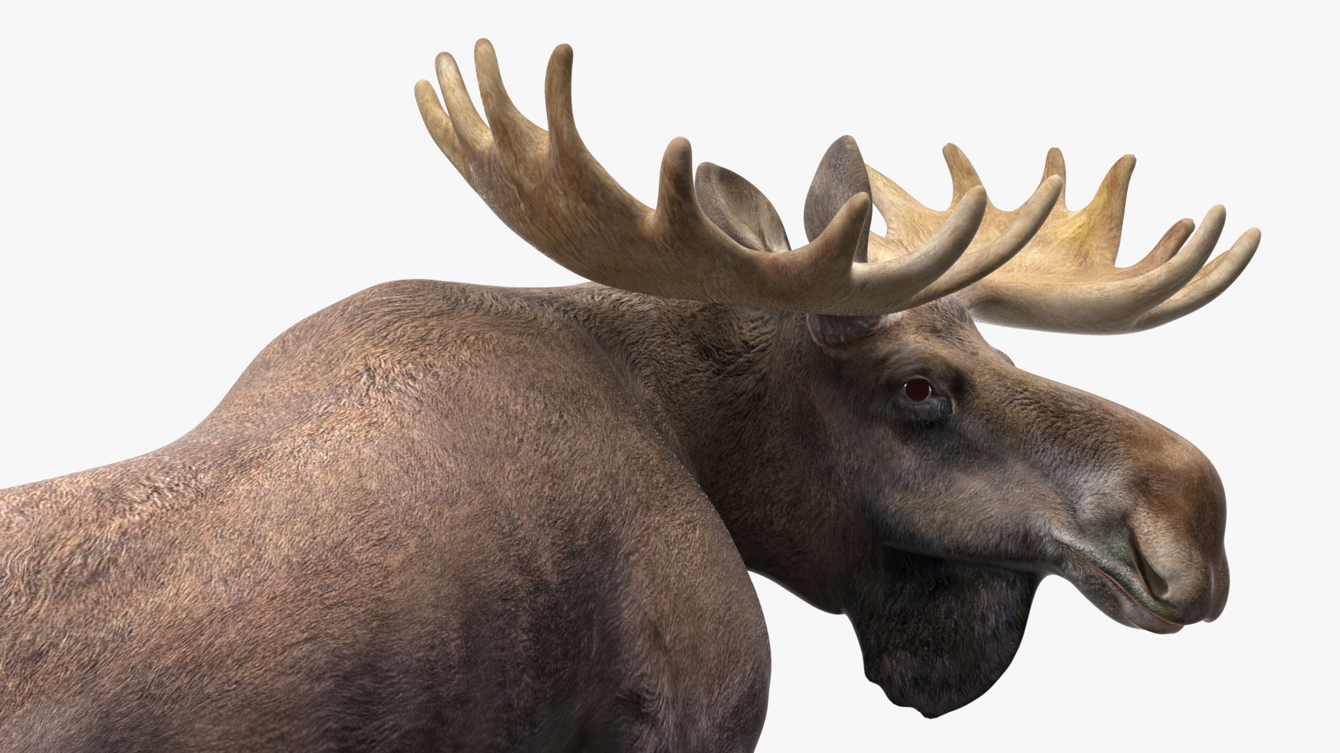 3D Lying Moose No Fur model