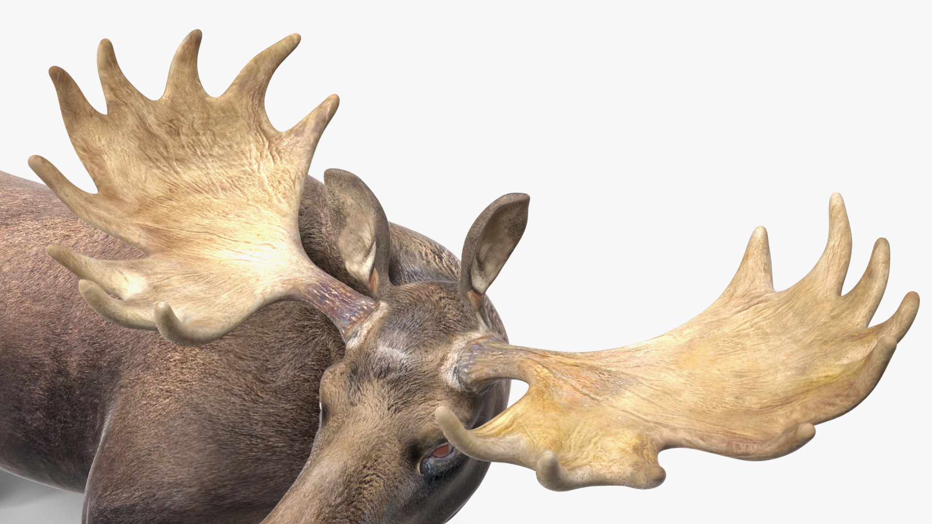 3D Lying Moose No Fur model