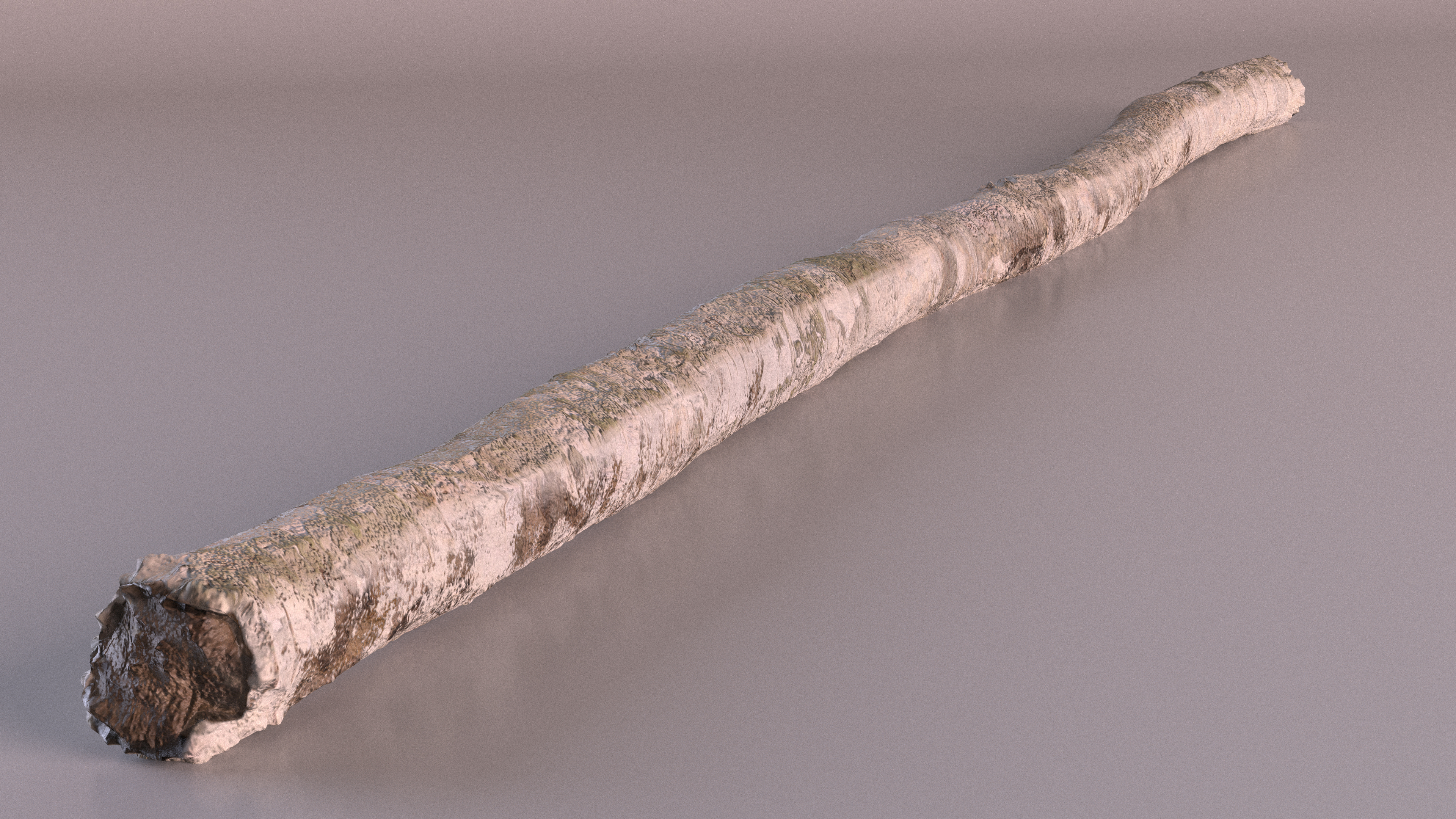 3D Birch Pole with White Bark