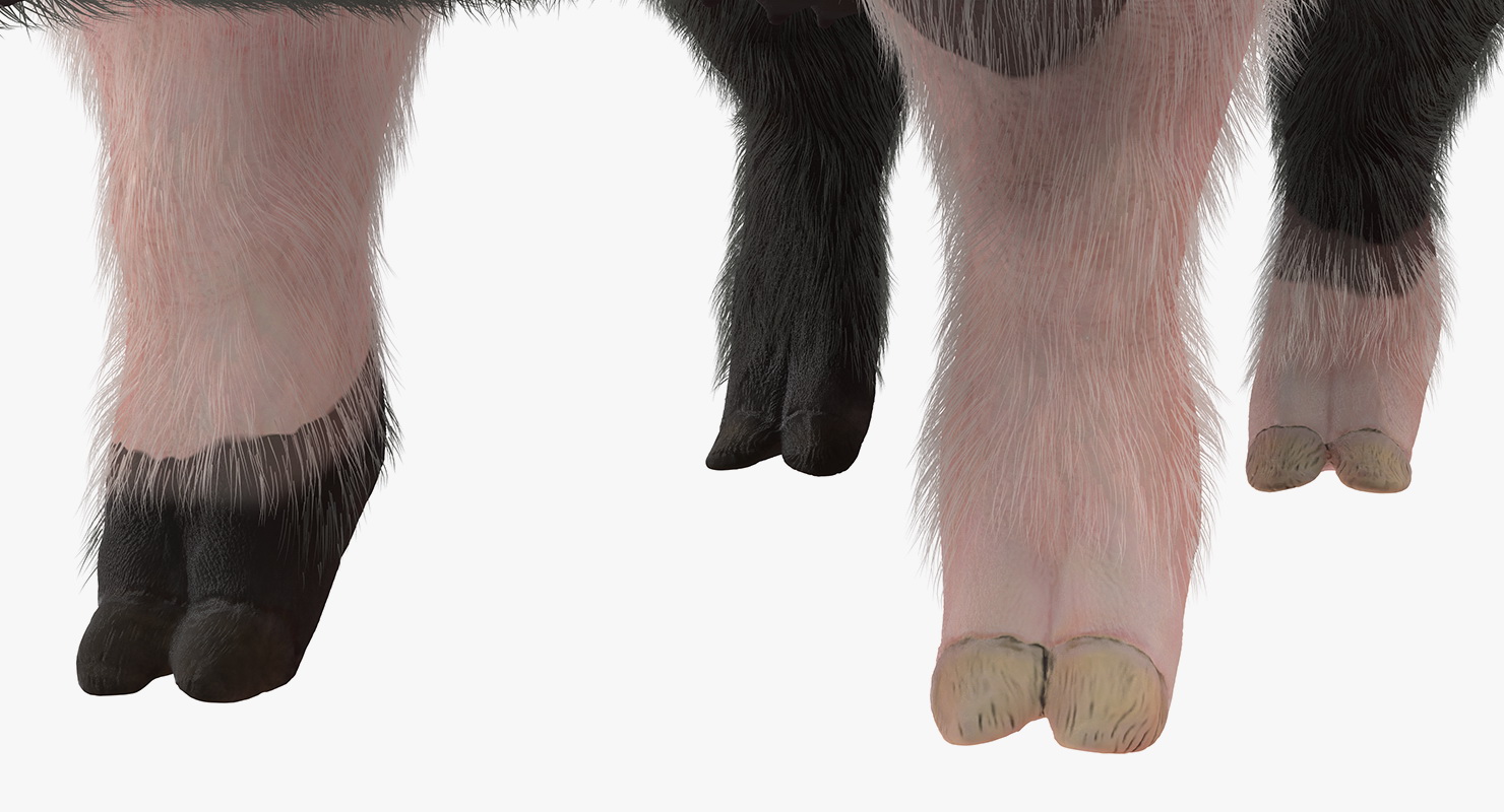 3D Hampshire Pig Sow with Fur Rigged model