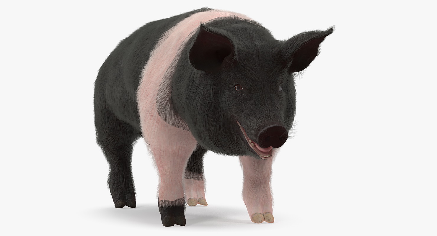 3D Hampshire Pig Sow with Fur Rigged model