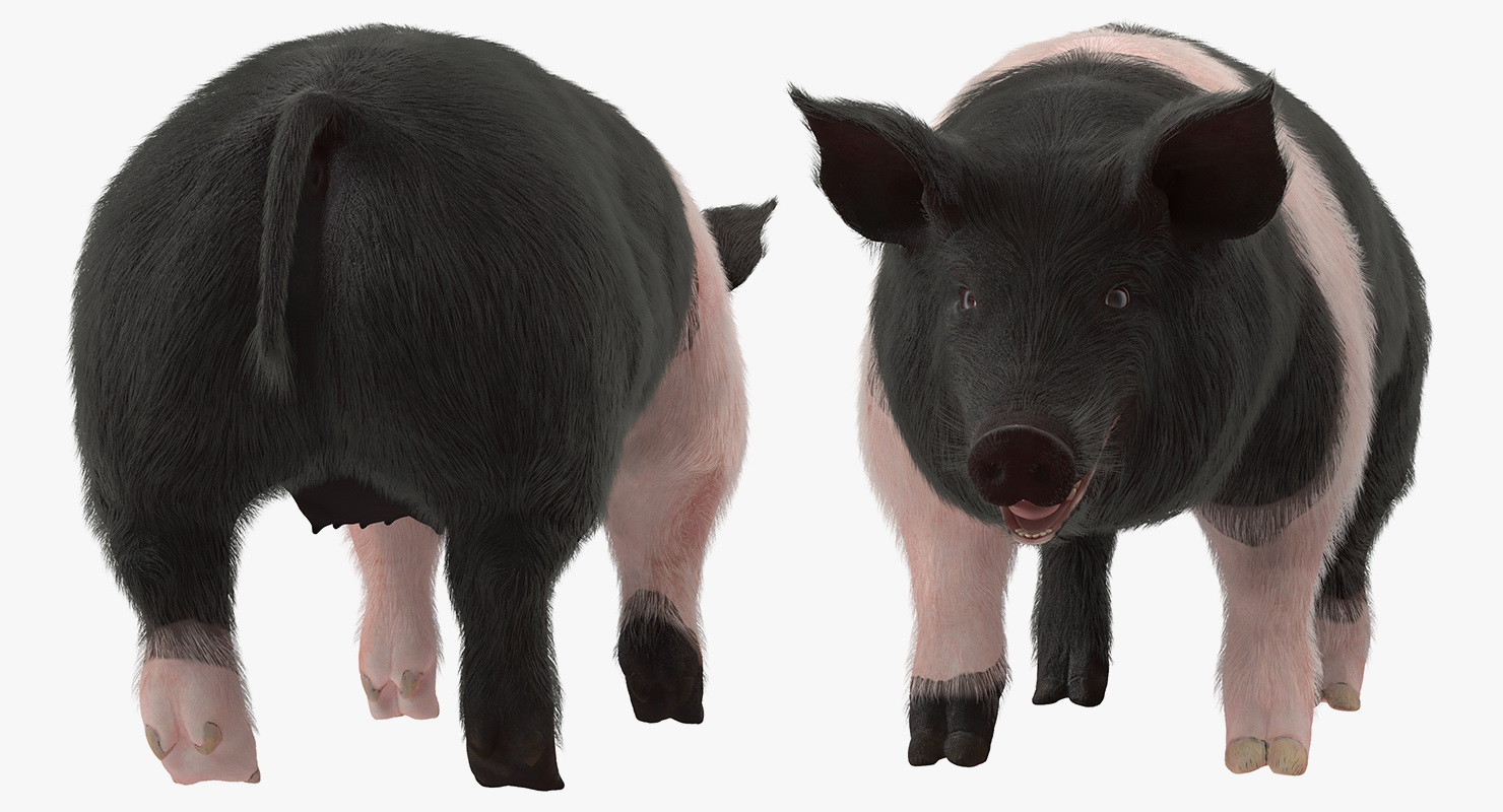 3D Hampshire Pig Sow with Fur Rigged model