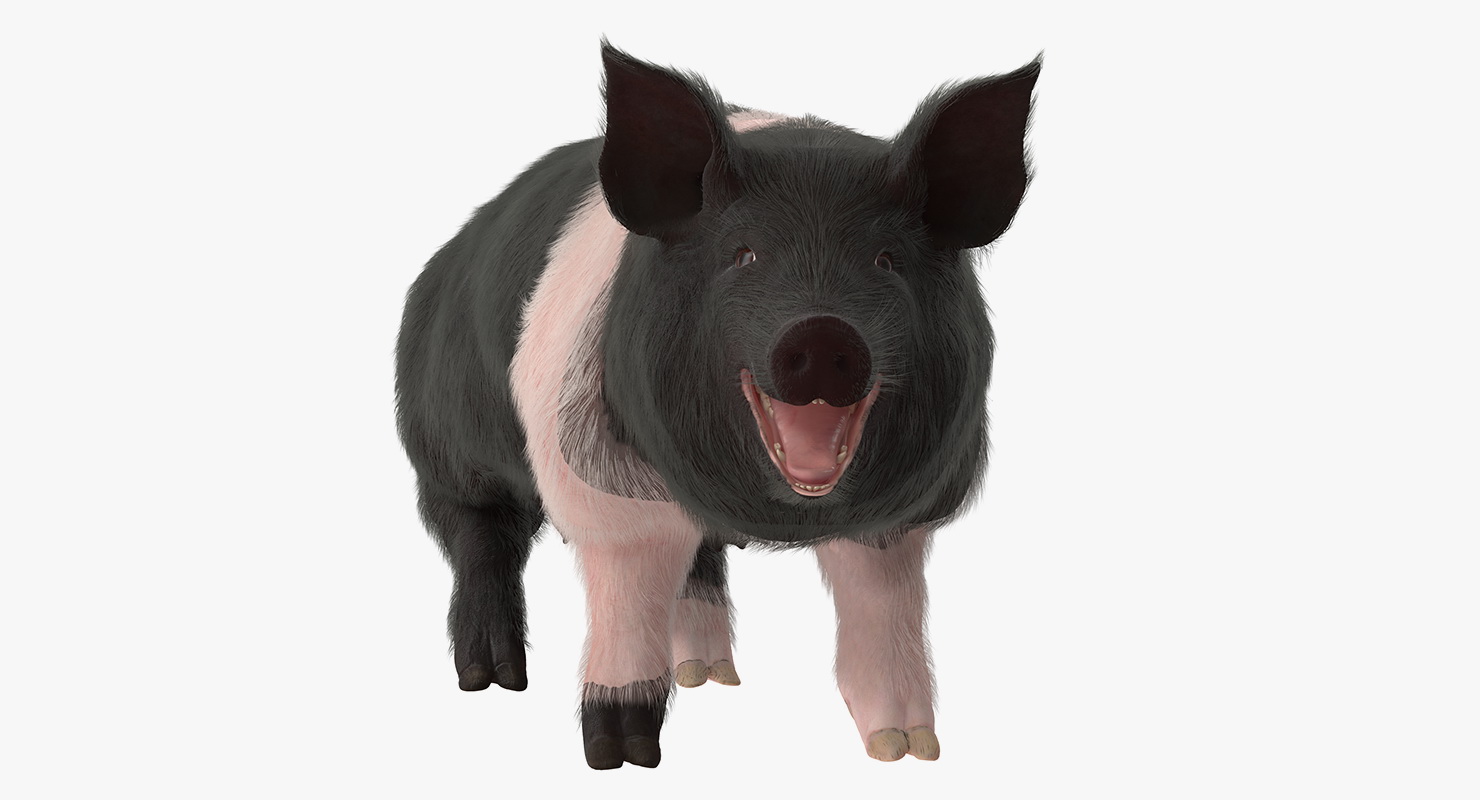 3D Hampshire Pig Sow with Fur Rigged model