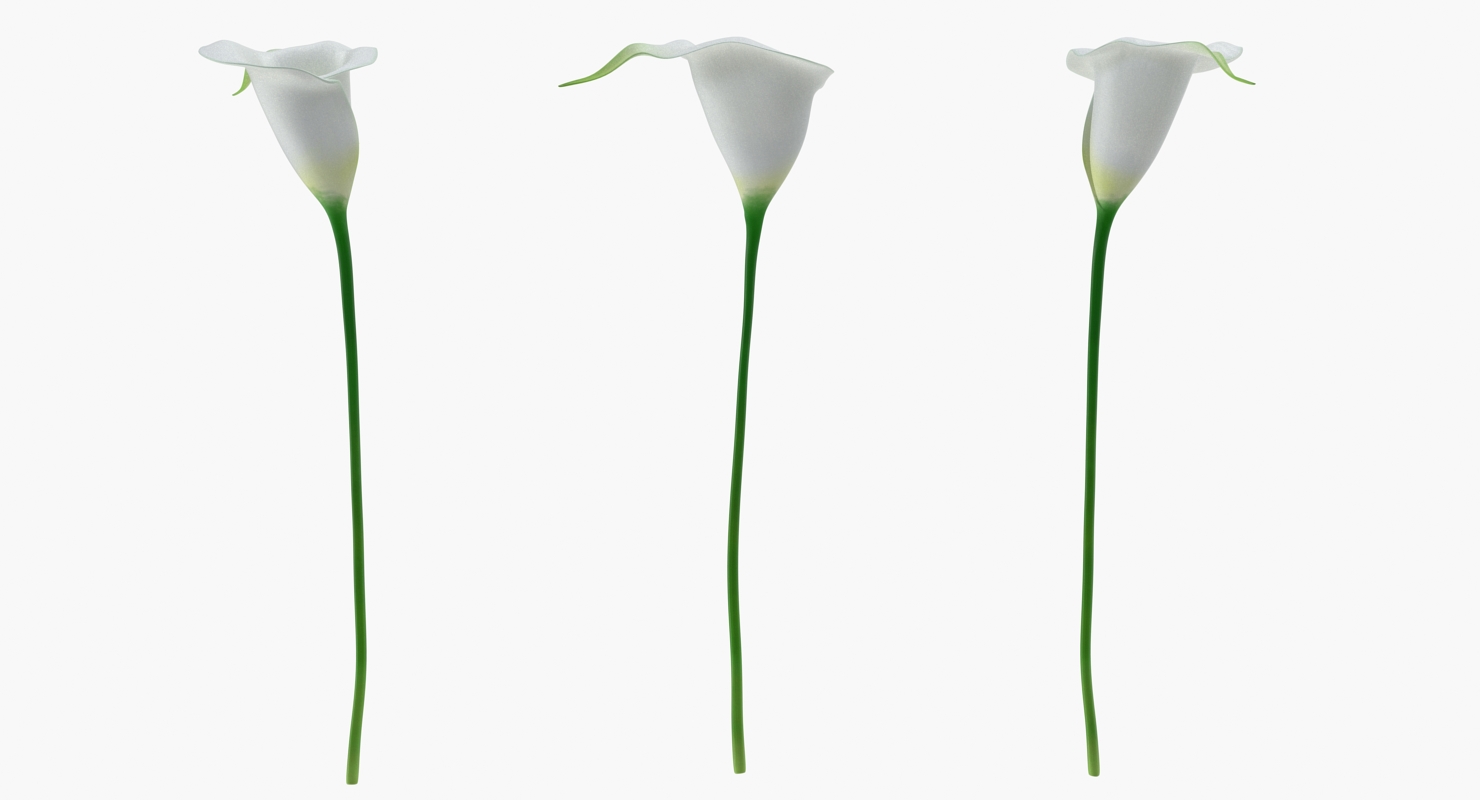 Calla Flower 3D