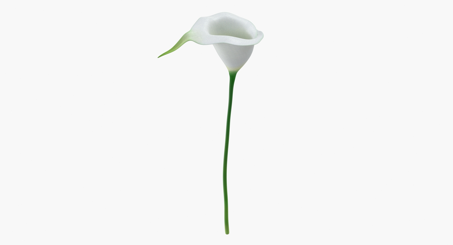 Calla Flower 3D