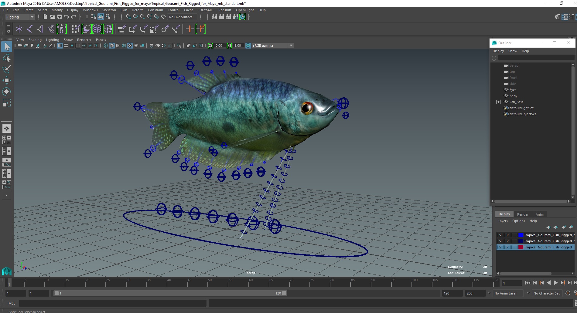 Tropical Gourami Fish Rigged for Maya 3D