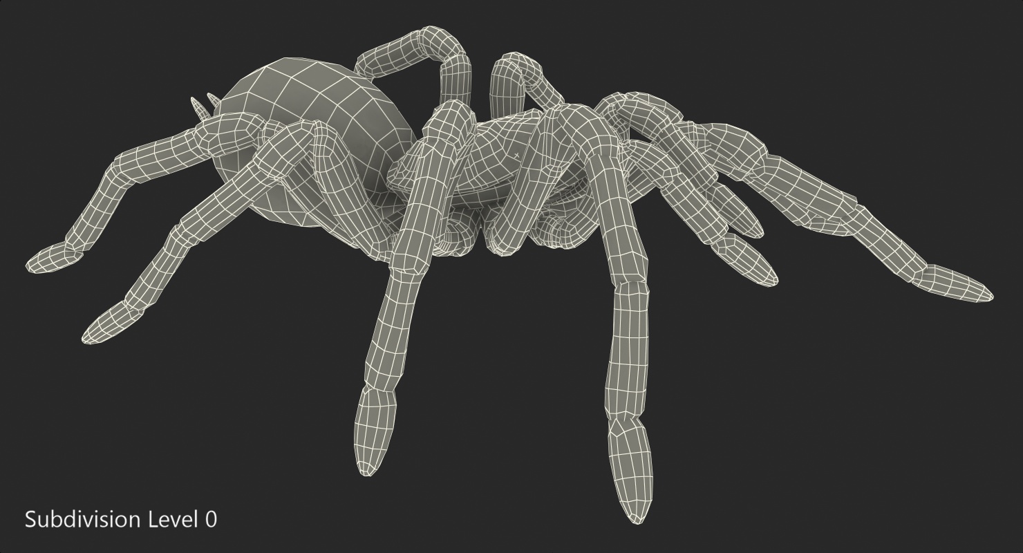 3D model Bird Eating Spider Walkig Pose