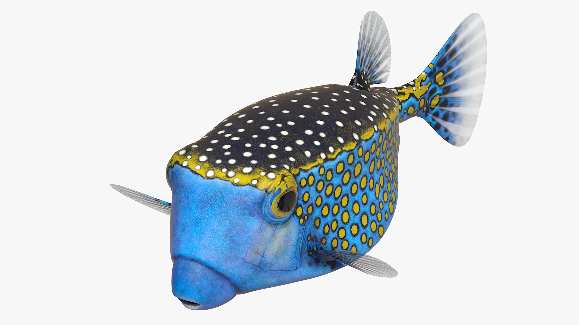 3D model Ostracion Meleagris Fish Blue Rigged for Cinema 4D