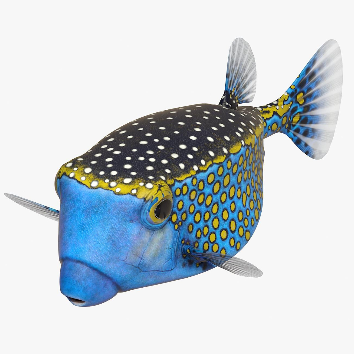 3D model Ostracion Meleagris Fish Blue Rigged for Cinema 4D