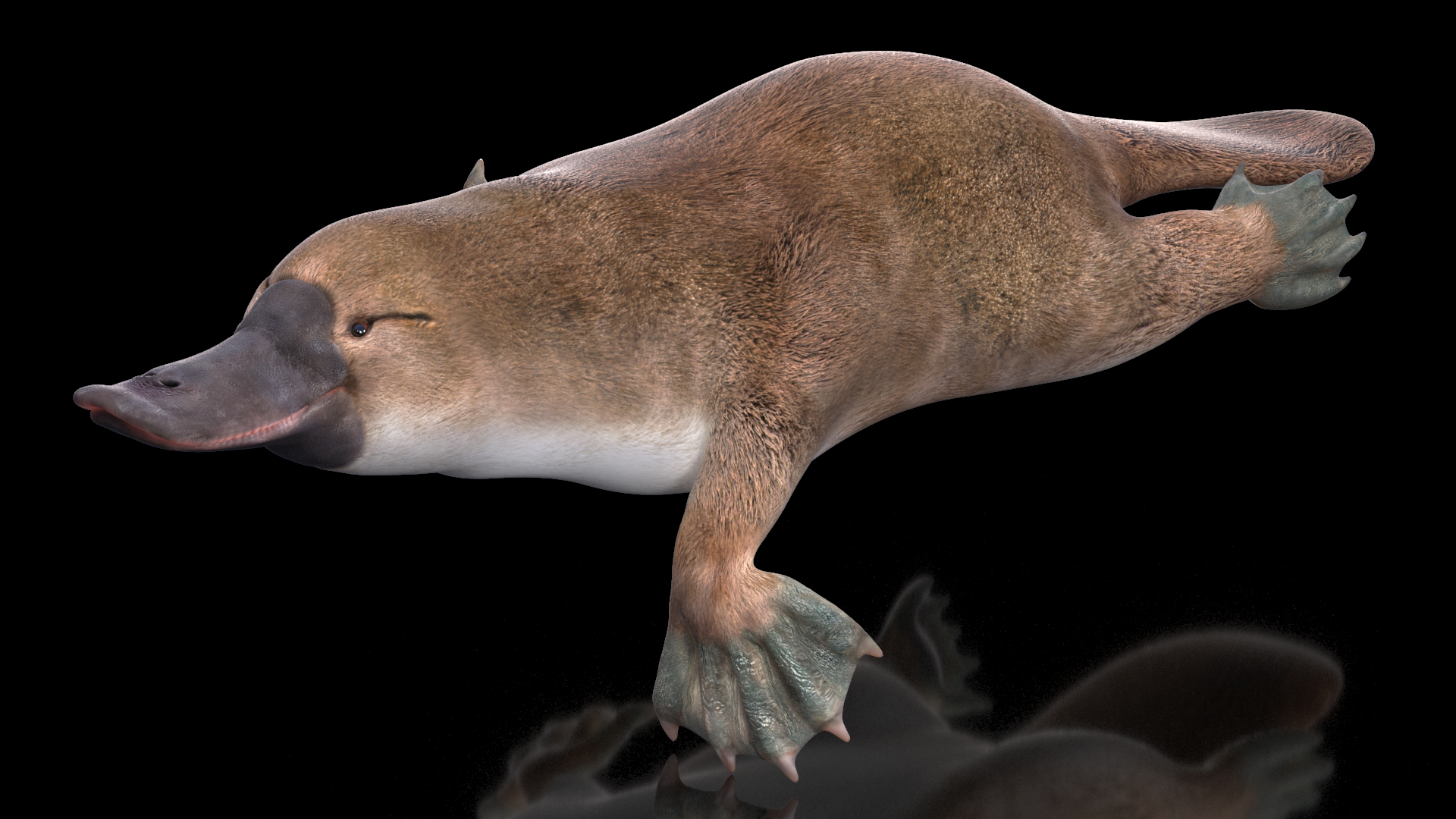 Platypus Swimming Pose 3D