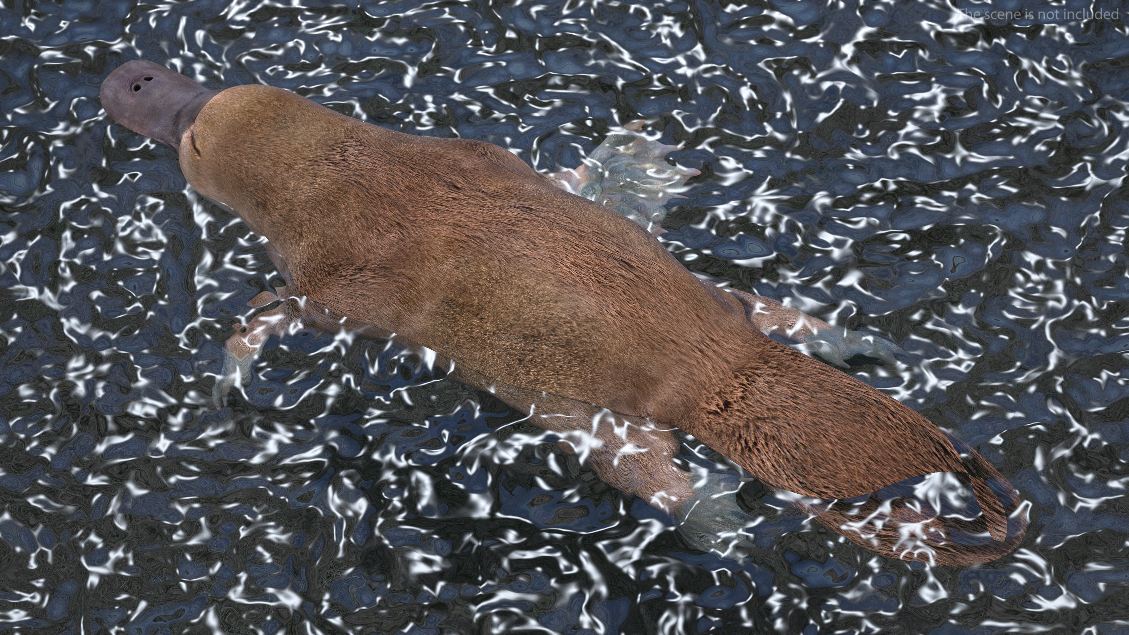 Platypus Swimming Pose 3D