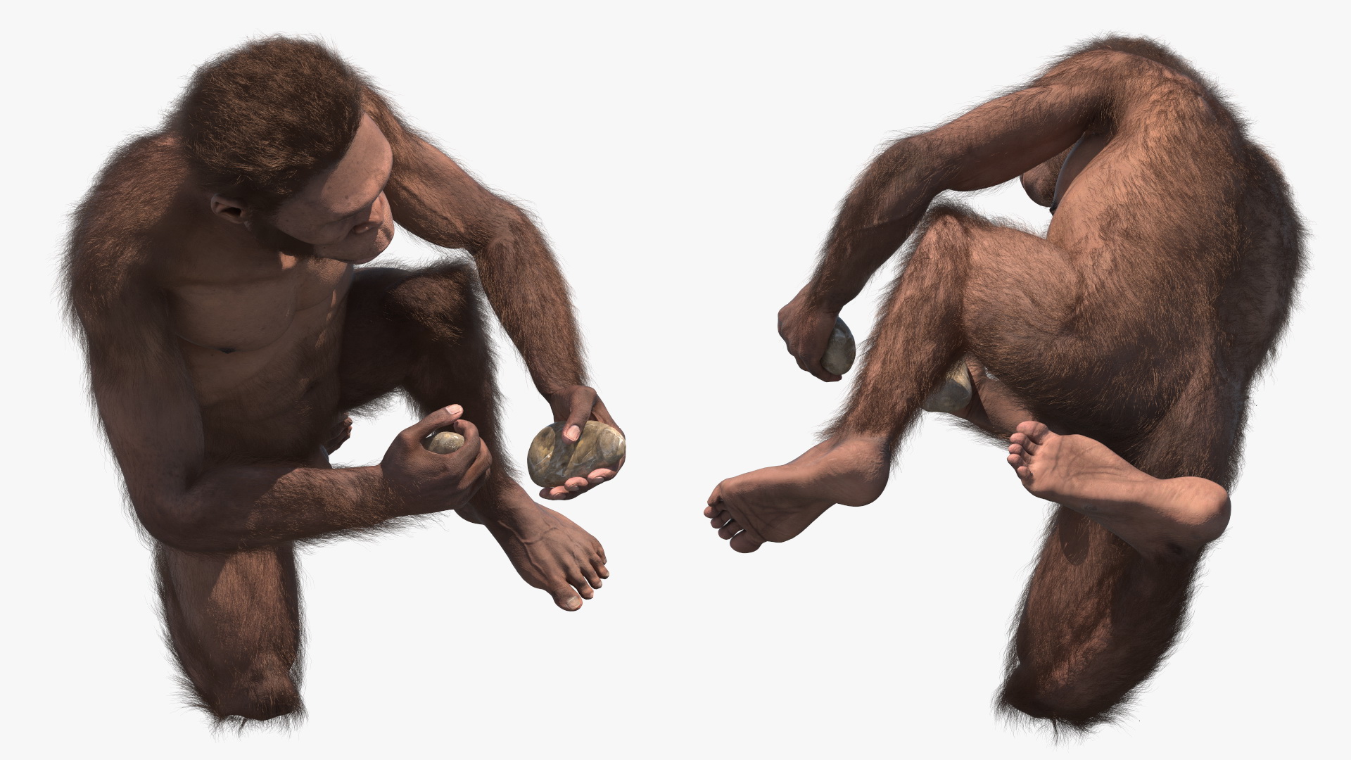 Homo Habilis in a Sitting Pose Fur 3D model