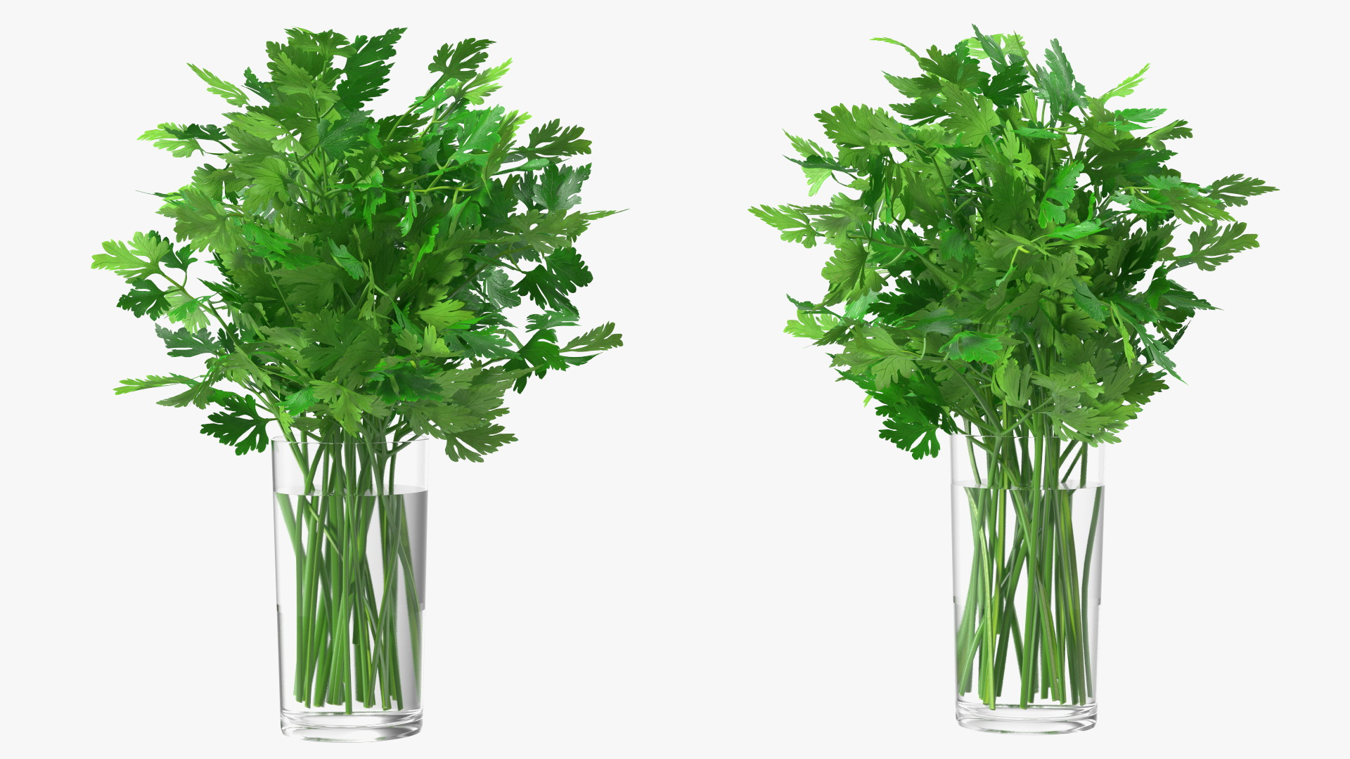 3D Fresh Bunch Parsley in Glass model