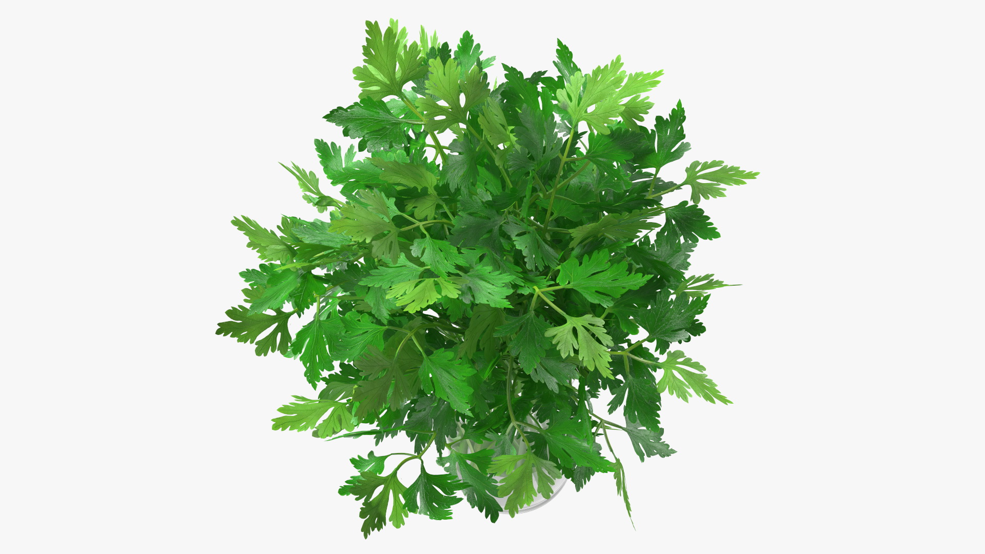 3D Fresh Bunch Parsley in Glass model